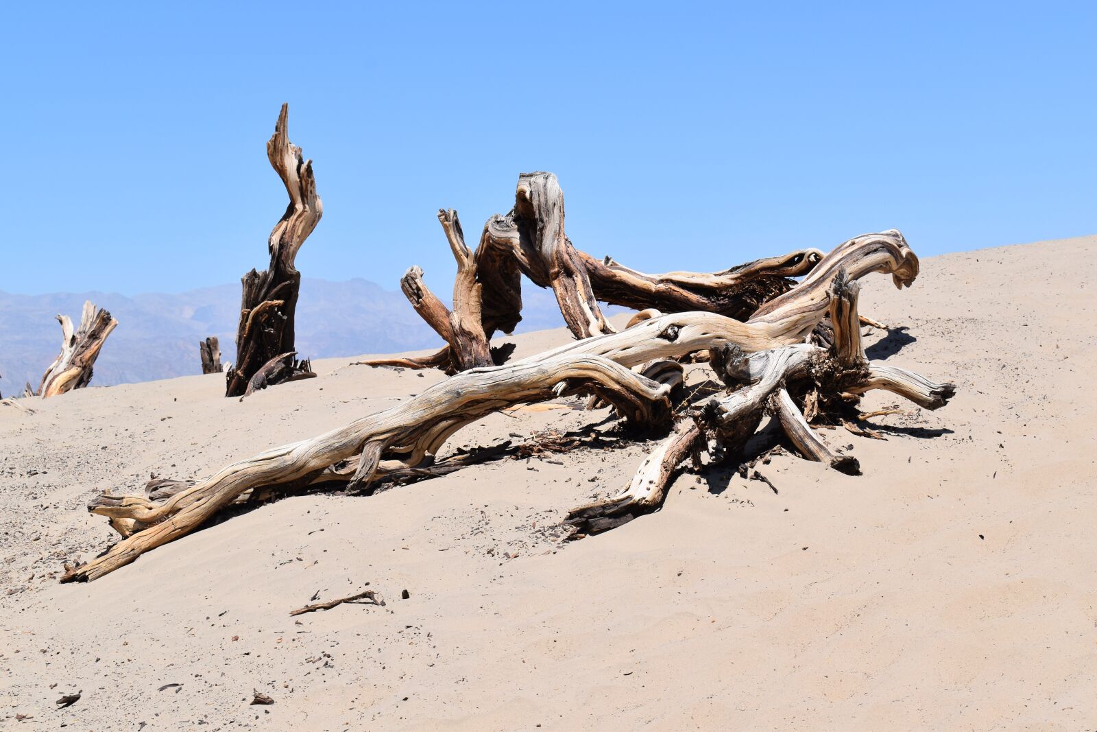 Nikon D5600 sample photo. Desert, sand, wood photography