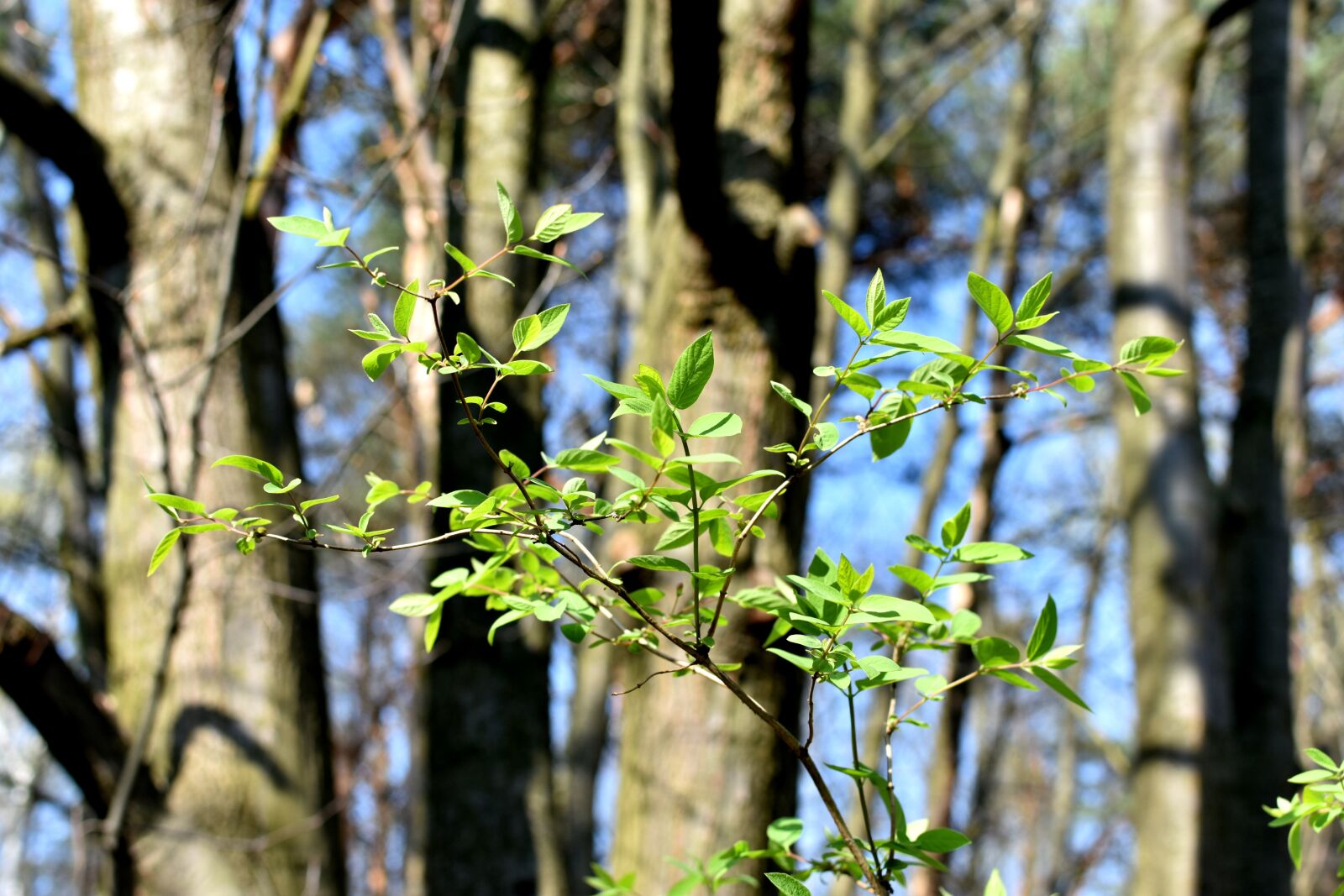 Nikon D7200 sample photo. Spring, foliage, green photography