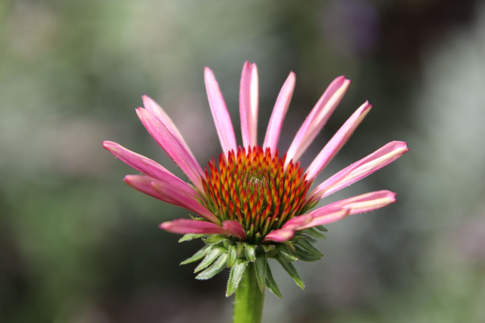 Canon EOS 800D (EOS Rebel T7i / EOS Kiss X9i) sample photo. Flower, color pink, flowering photography