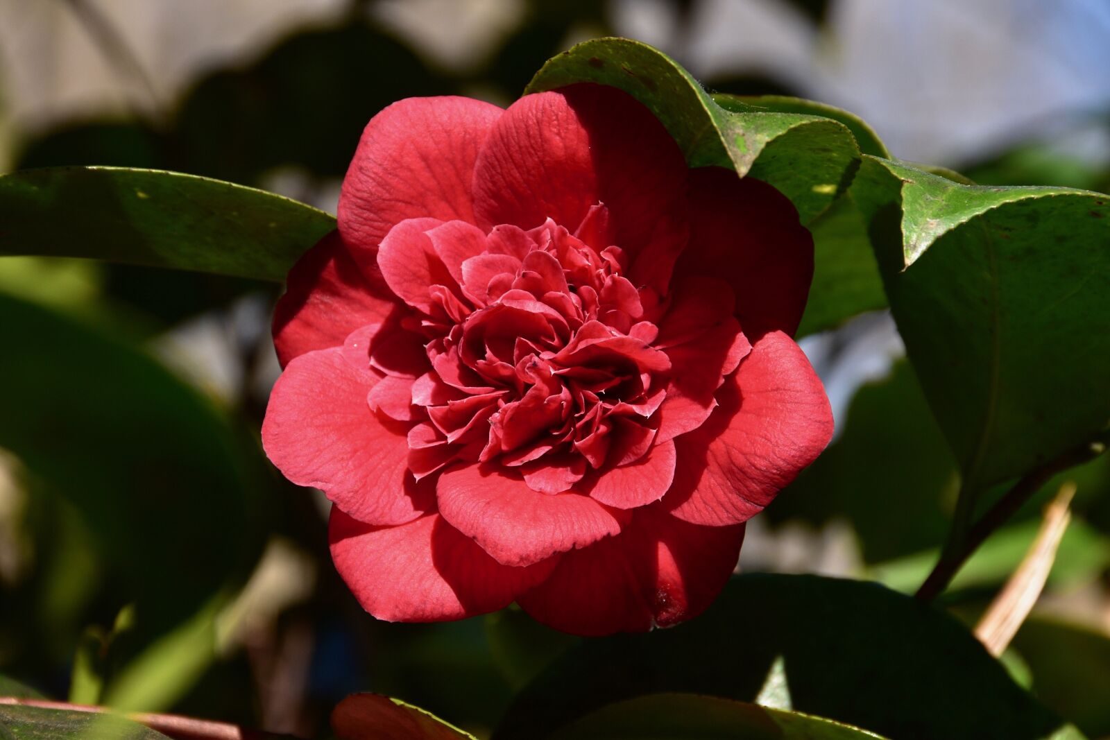 Nikon D5600 sample photo. Flower, red, petals photography