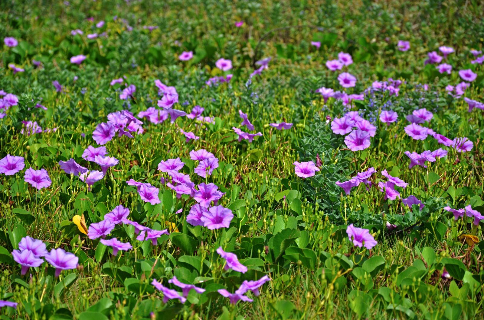 Nikon D7000 sample photo. Flower, ipomoea, nature photography