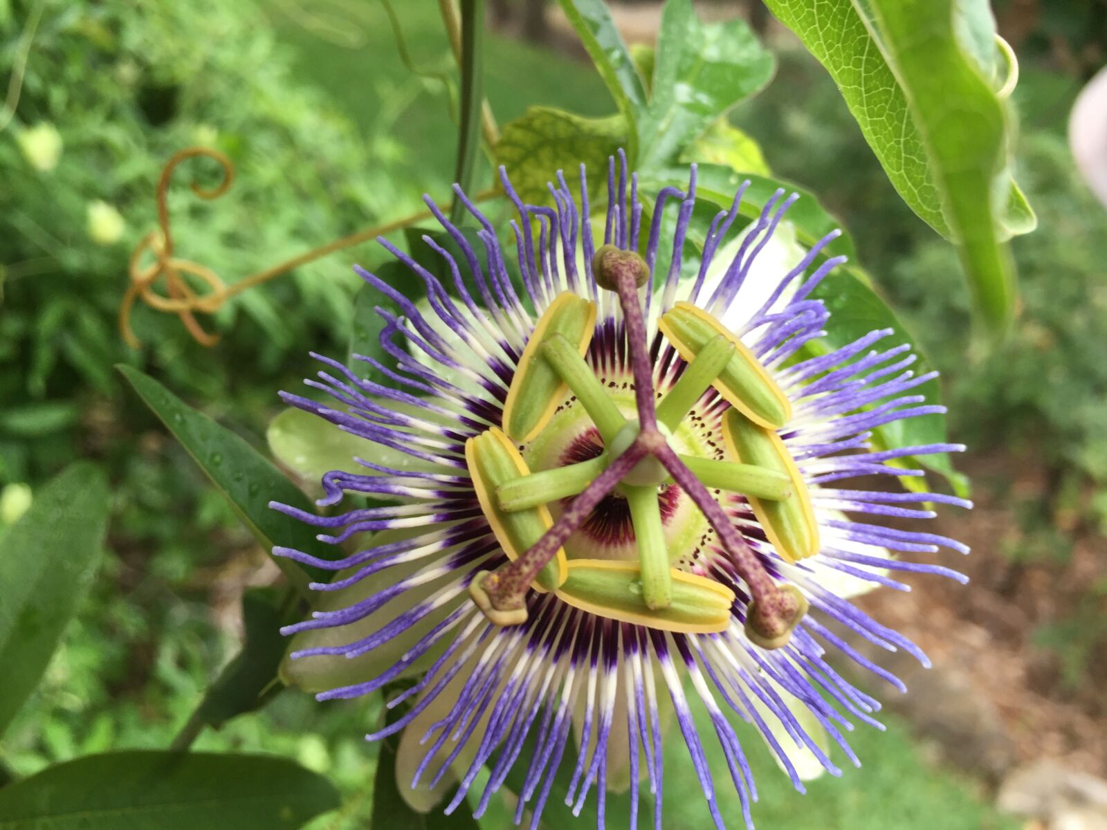 iPhone 6 Plus back camera 4.15mm f/2.2 sample photo. Passion flower, blue, green photography