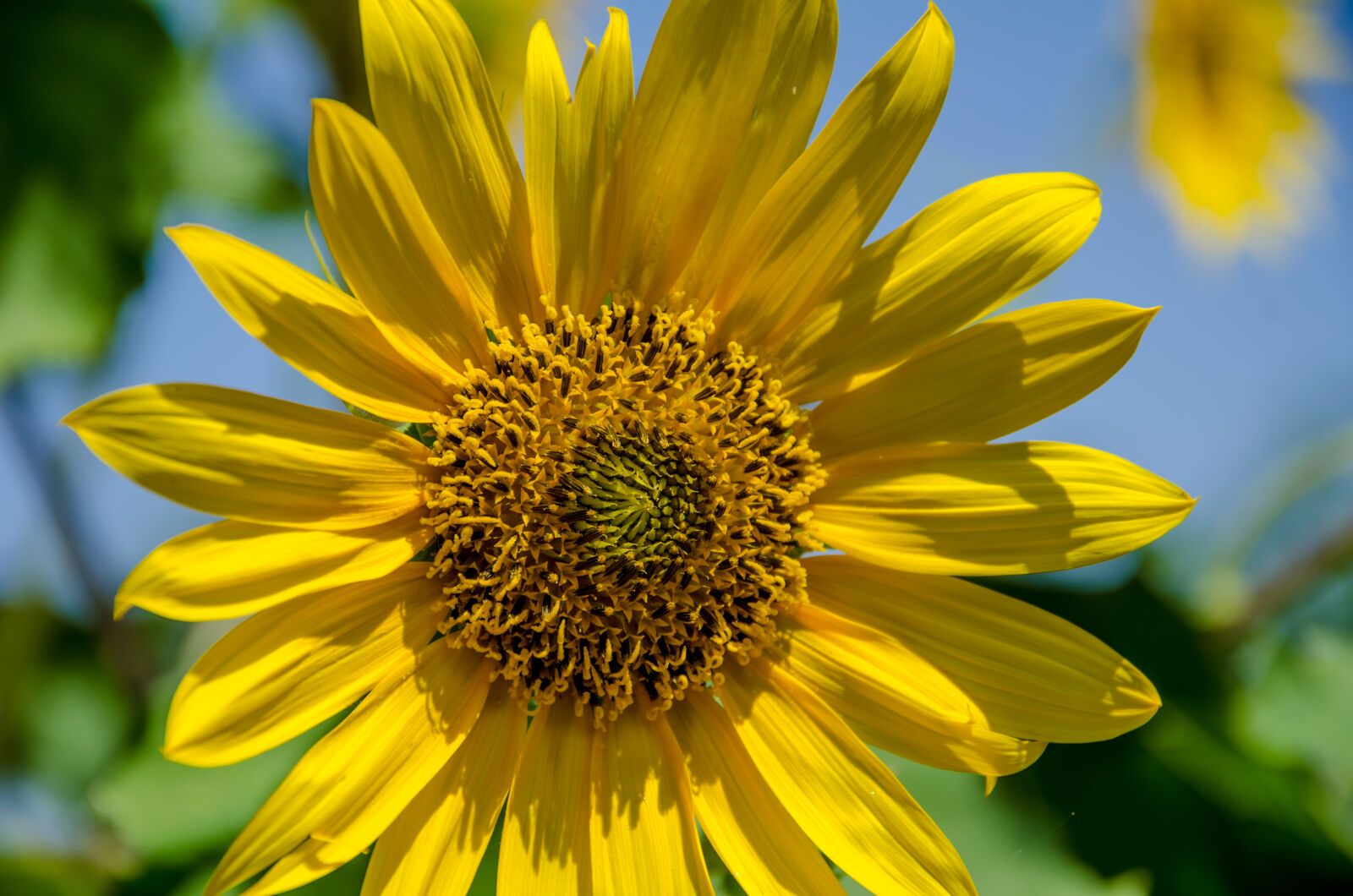 Nikon D5100 sample photo