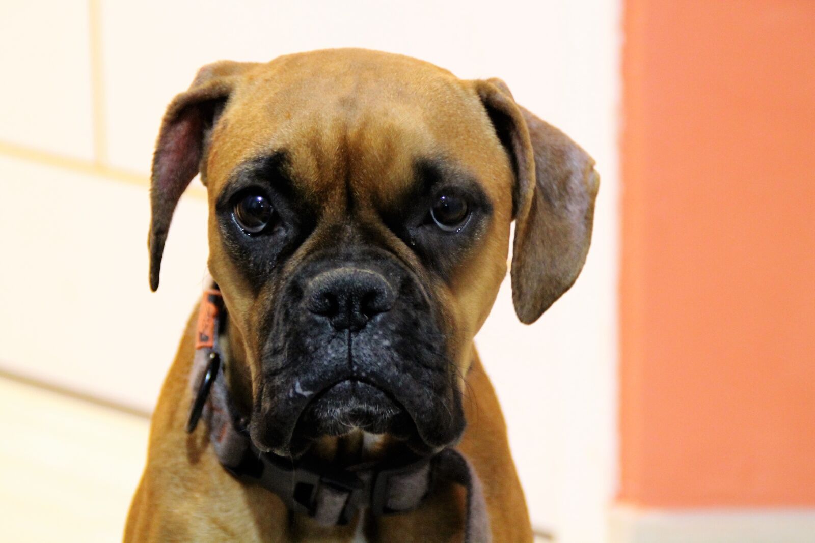 Canon EOS 1100D (EOS Rebel T3 / EOS Kiss X50) sample photo. Dog, boxer, sad photography