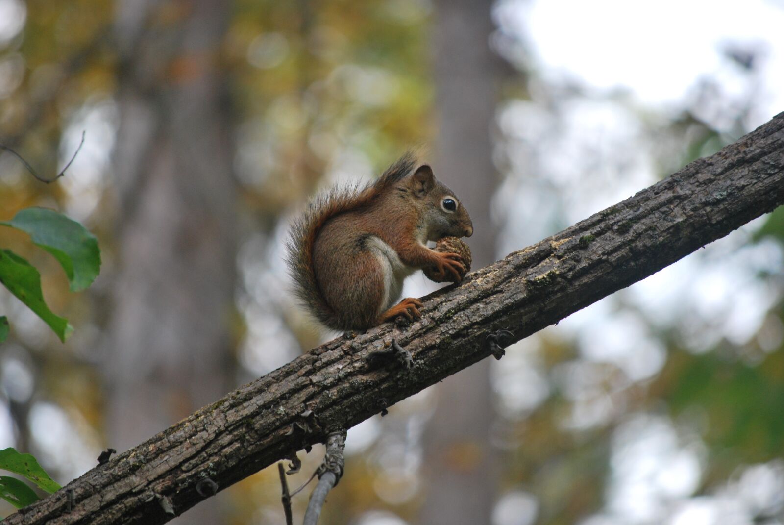 Nikon D60 sample photo. Squirrel, nature, eating photography
