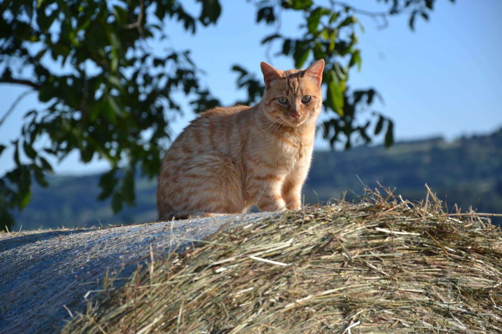 Nikon D3100 sample photo. Cat, hay, cute photography
