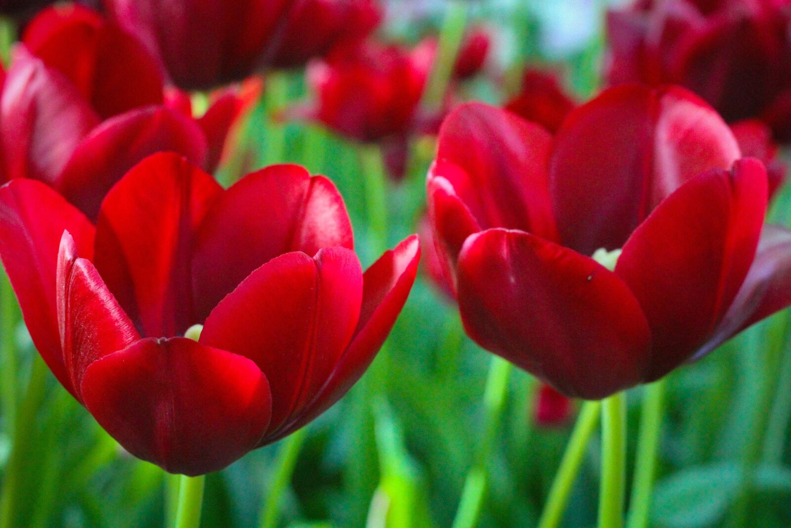 Canon EOS 60D + Canon EF 50mm F1.8 STM sample photo. Tulip, tupips, nature photography