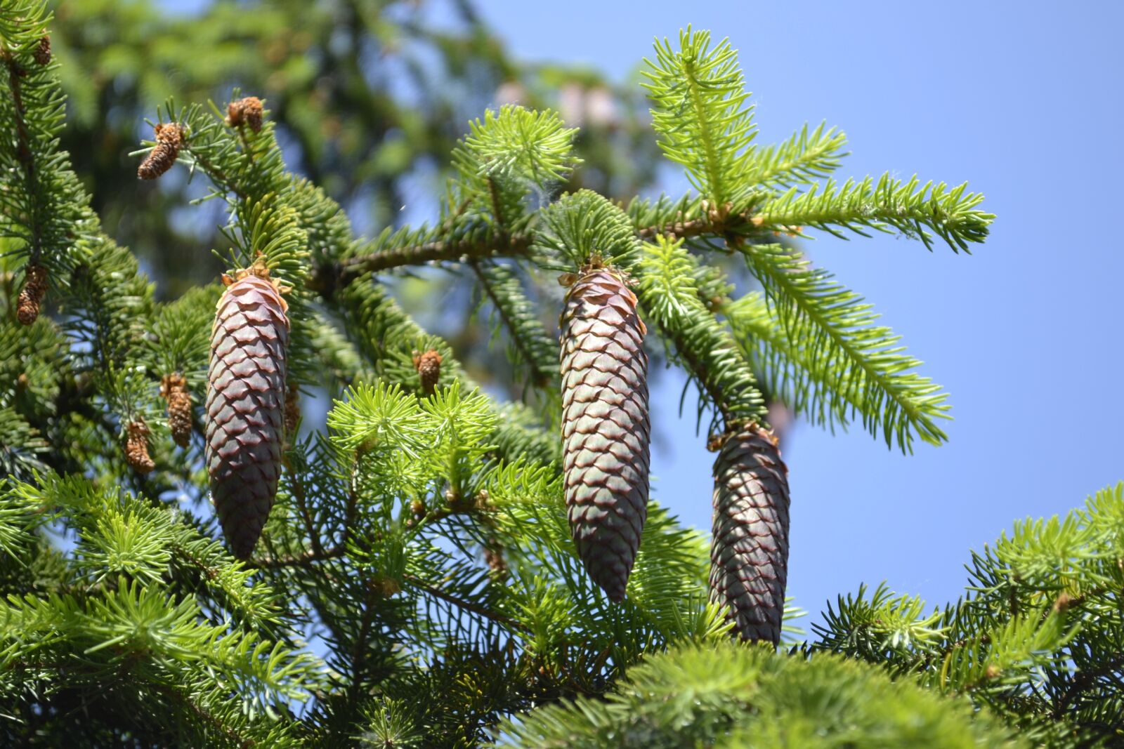 Nikon D3100 sample photo. Cone, fenyőág, green photography