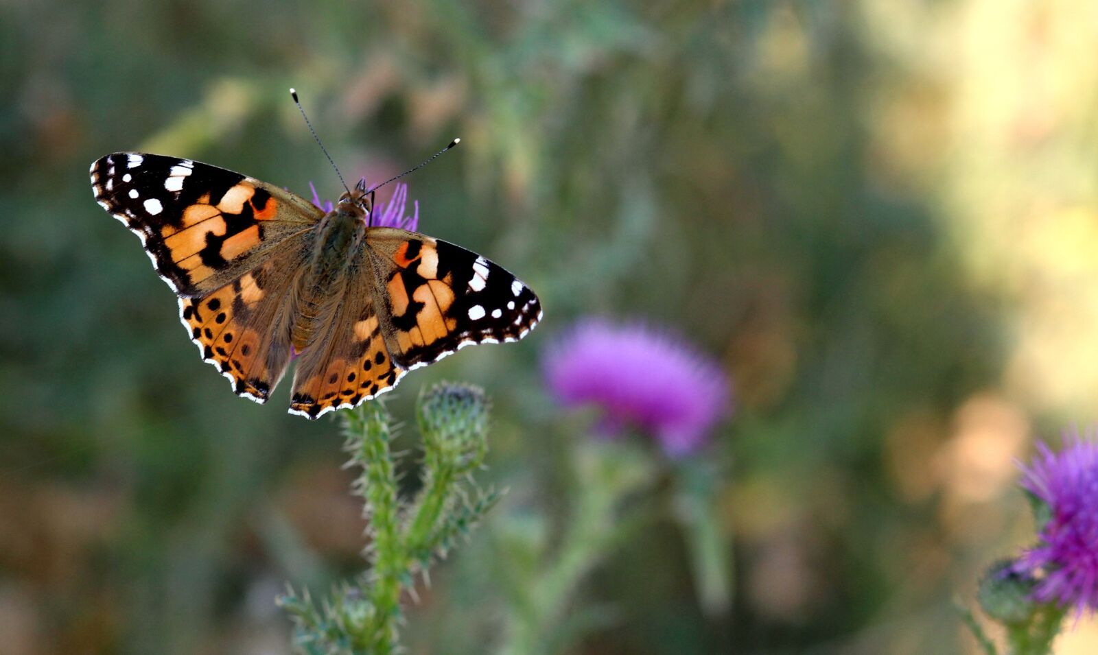 Canon EOS 700D (EOS Rebel T5i / EOS Kiss X7i) + Canon EF 85mm F1.8 USM sample photo. Butterflies, insects, plants photography