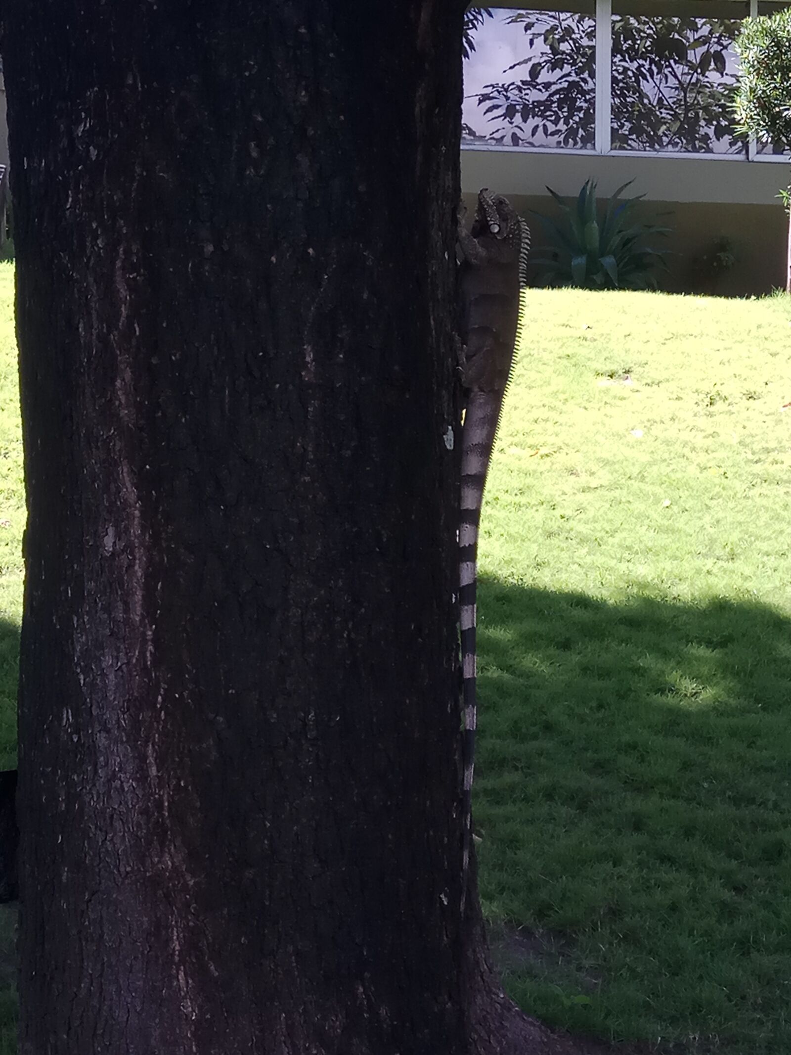 Xiaomi Redmi Note 4 sample photo. Chameleon, animal, reptile photography