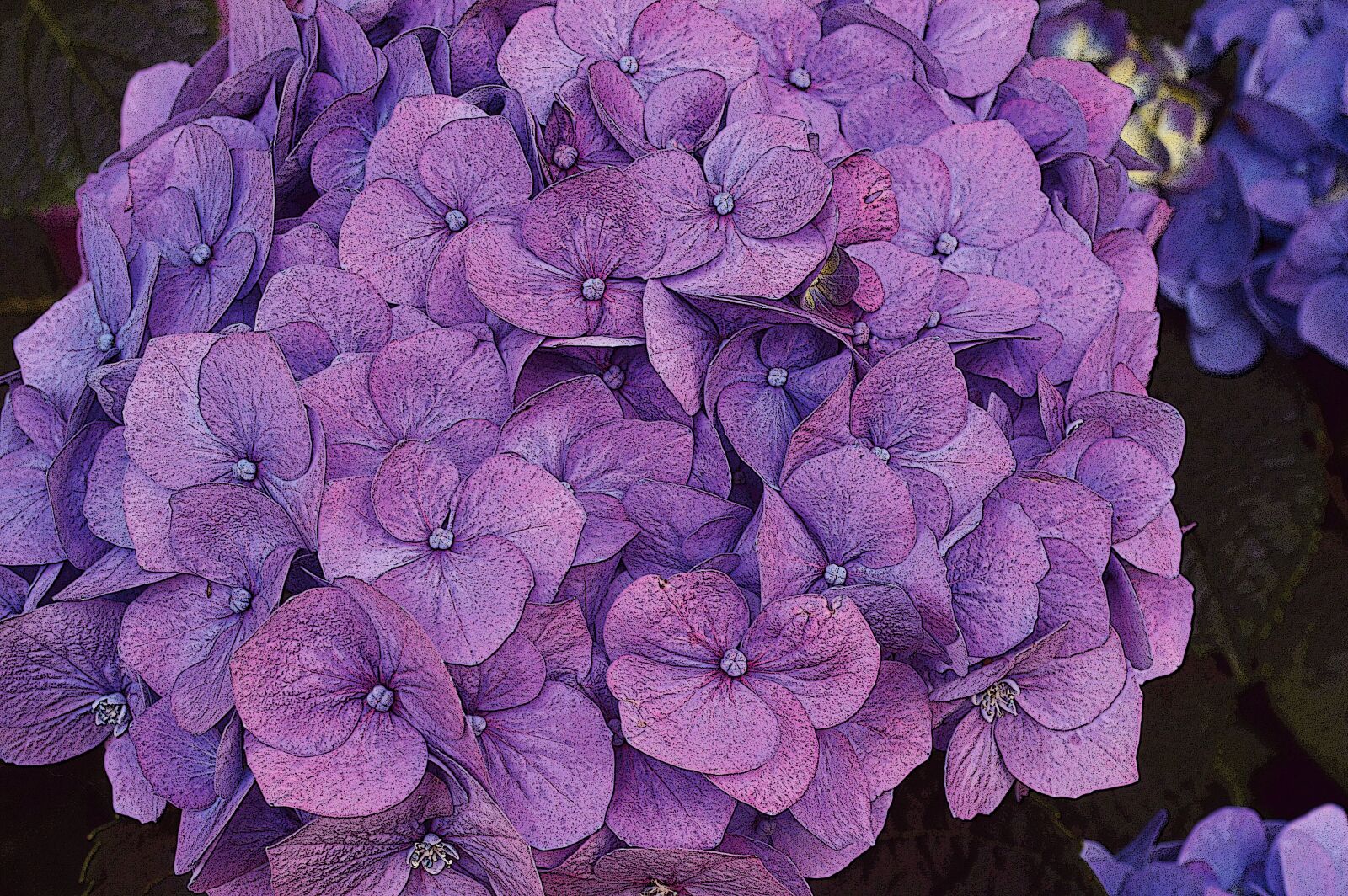Nikon D3200 sample photo. Hydrangea, flower, pink photography