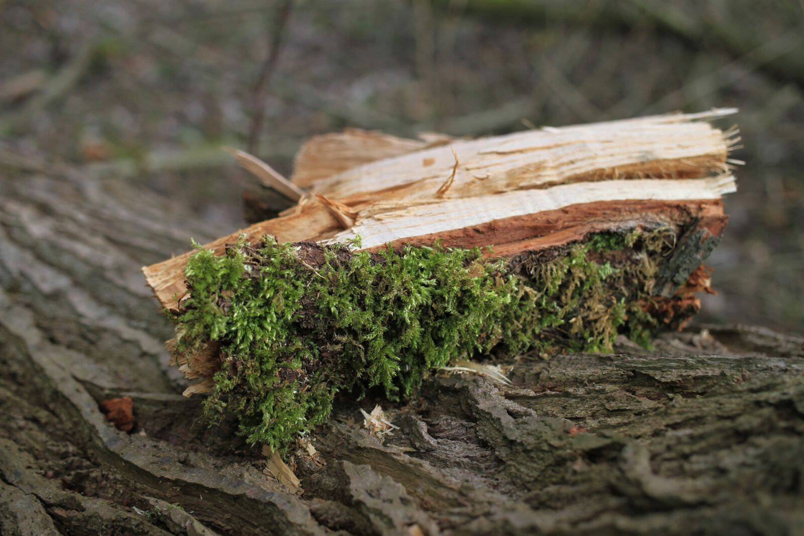 Canon EOS 7D sample photo. Wood, moss, tree photography