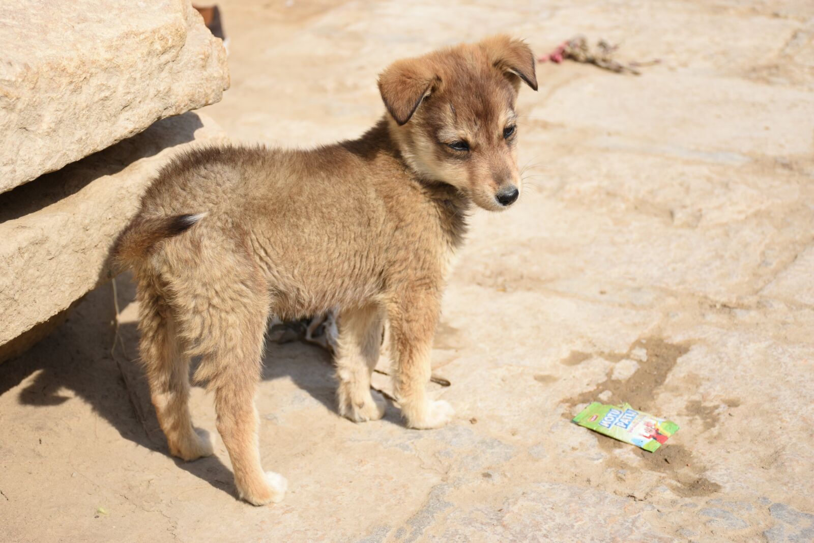Nikon D5600 sample photo. Puppy, dog, street photography