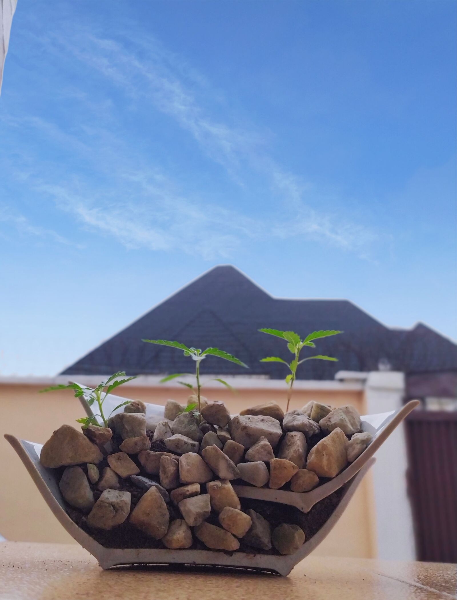 Xiaomi Redmi Note 7 sample photo. Nature, sky, flowerpot photography
