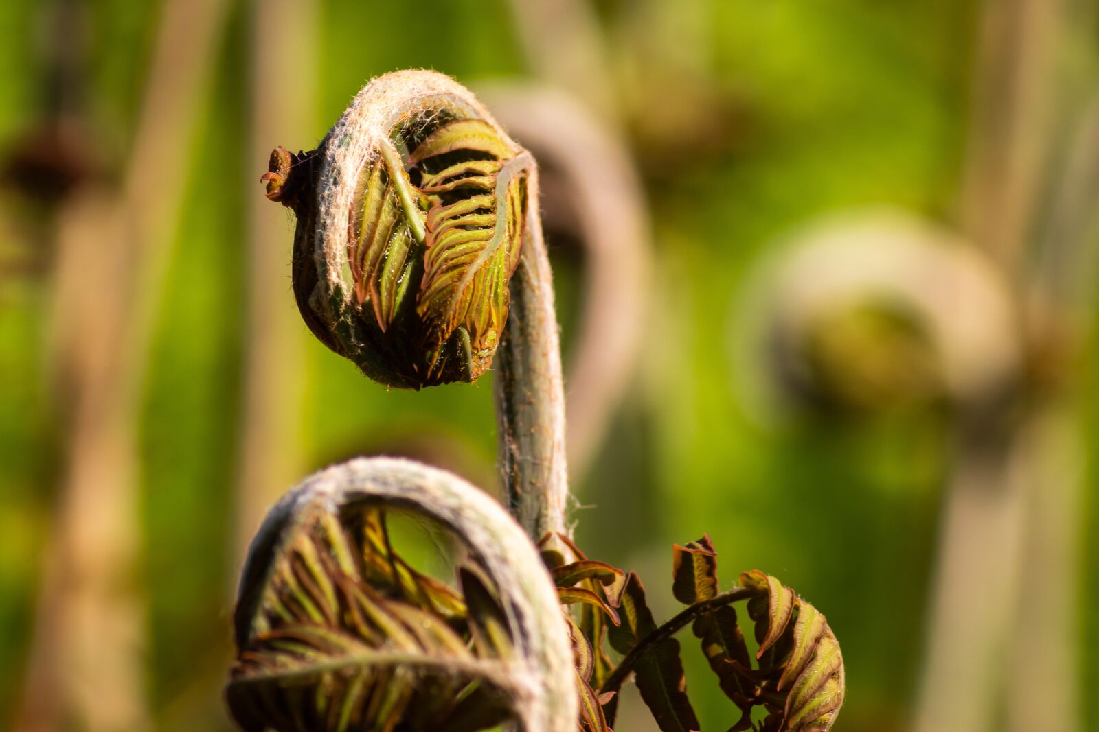 Tamron AF 70-300mm F4-5.6 Di LD Macro sample photo. Plant, nature, park photography