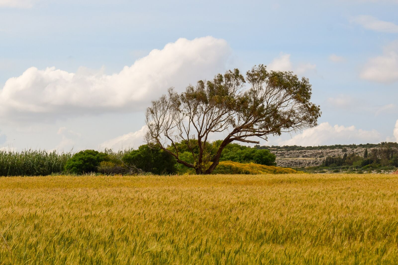 Nikon D3300 sample photo. Tree, wheat field, landscape photography