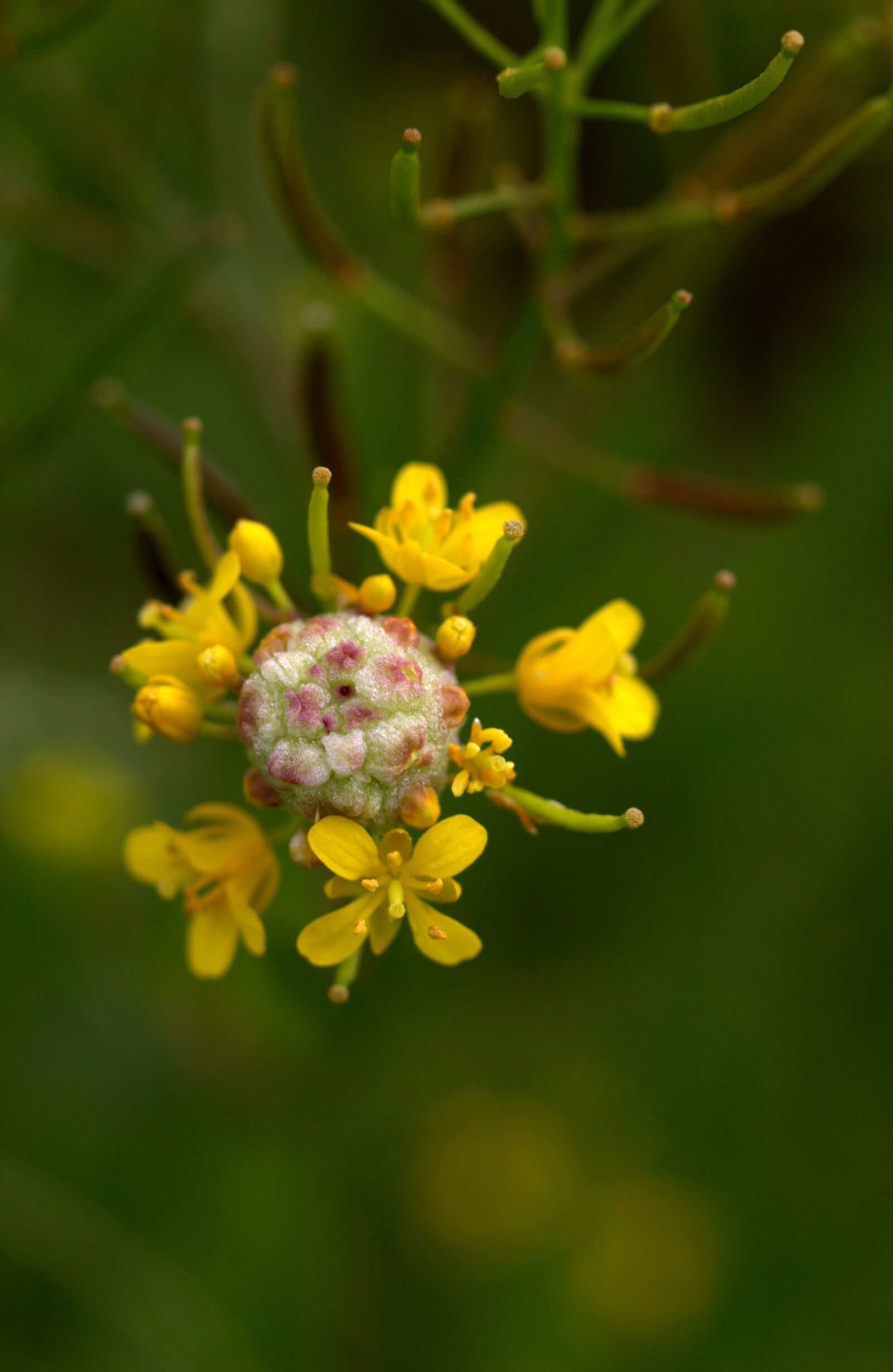 Canon EF-S 60mm F2.8 Macro USM sample photo. Flower, yellow, petals photography