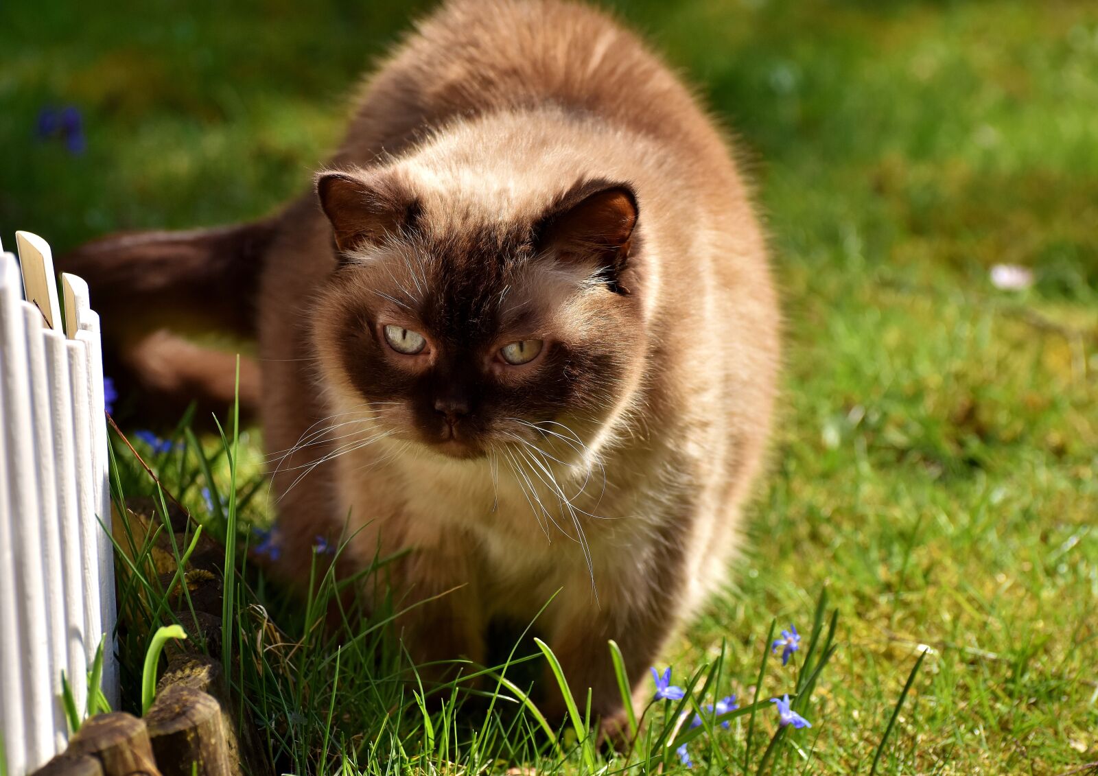 Nikon D7200 sample photo. British shorthair, cat, cute photography