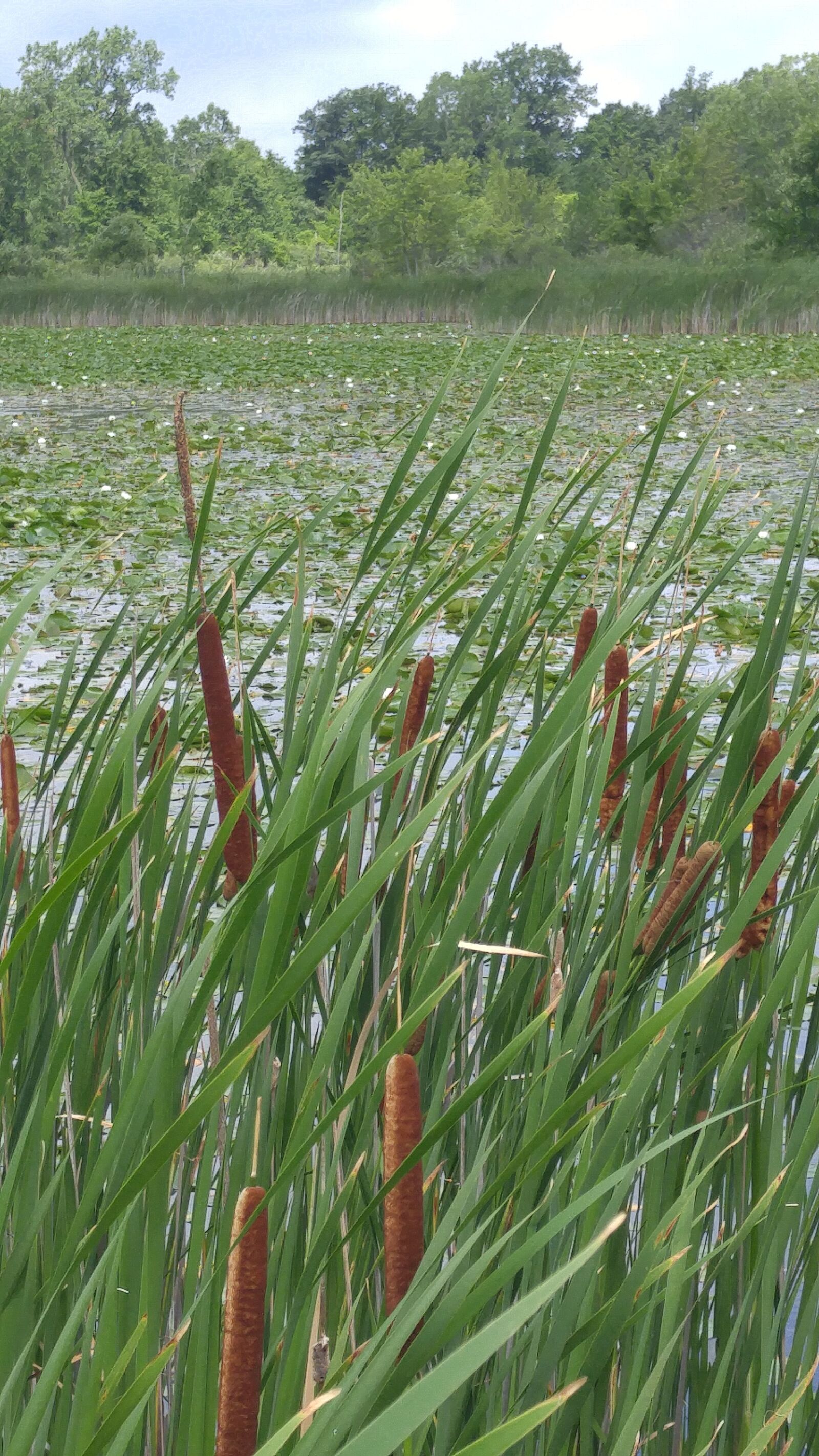 LG G4 sample photo. Cattails, swamp, marsh photography