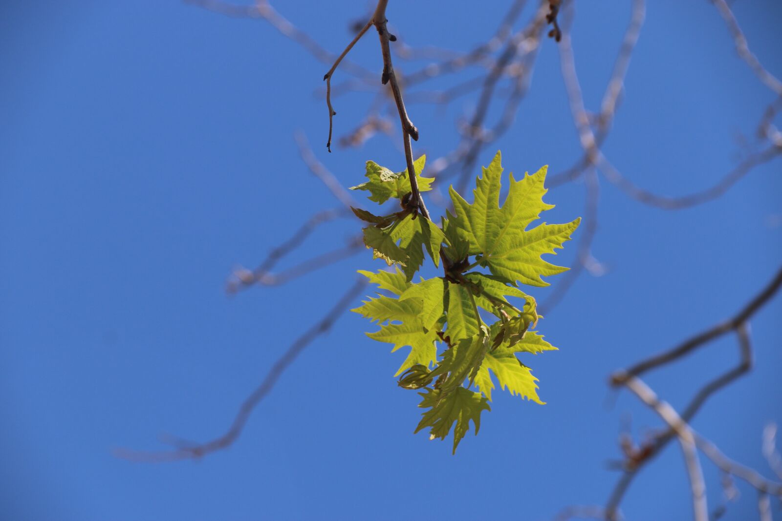 Canon EF-S 18-135mm F3.5-5.6 IS sample photo. Flower, plant, nature photography