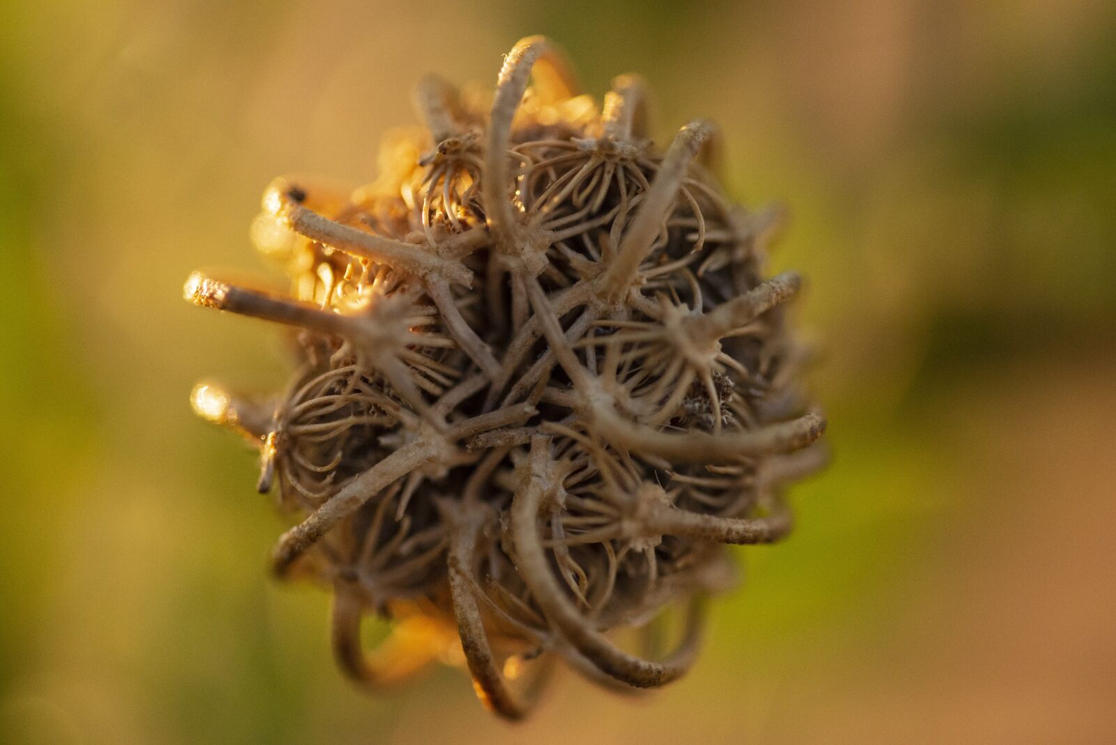 Nikon D600 sample photo. Flowers, nature, summer photography