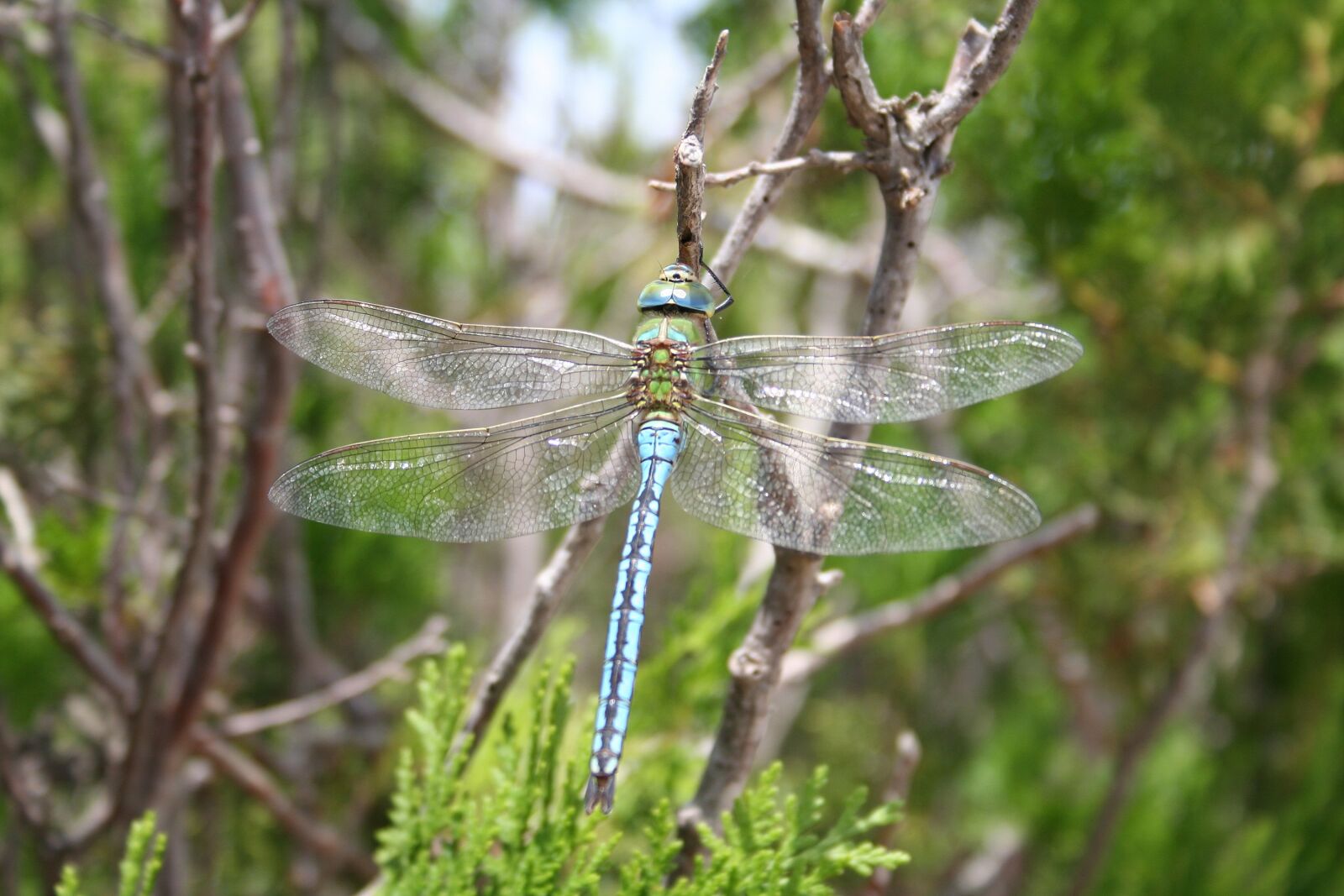 Canon EOS 350D (EOS Digital Rebel XT / EOS Kiss Digital N) sample photo. Dragonfly, insect, wand dragonfly photography