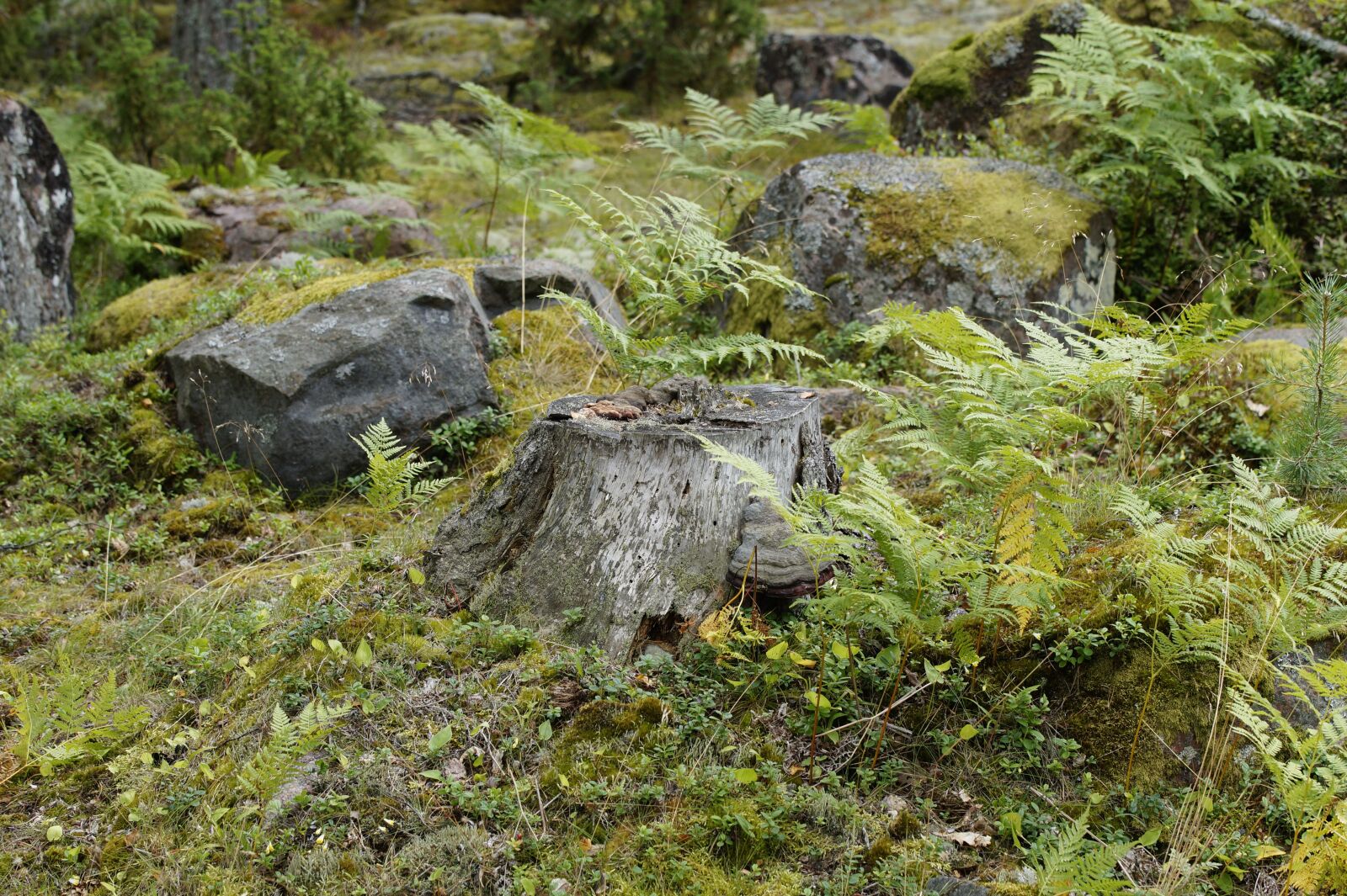 Sony SLT-A58 sample photo. Vegetation, sweden, flora photography