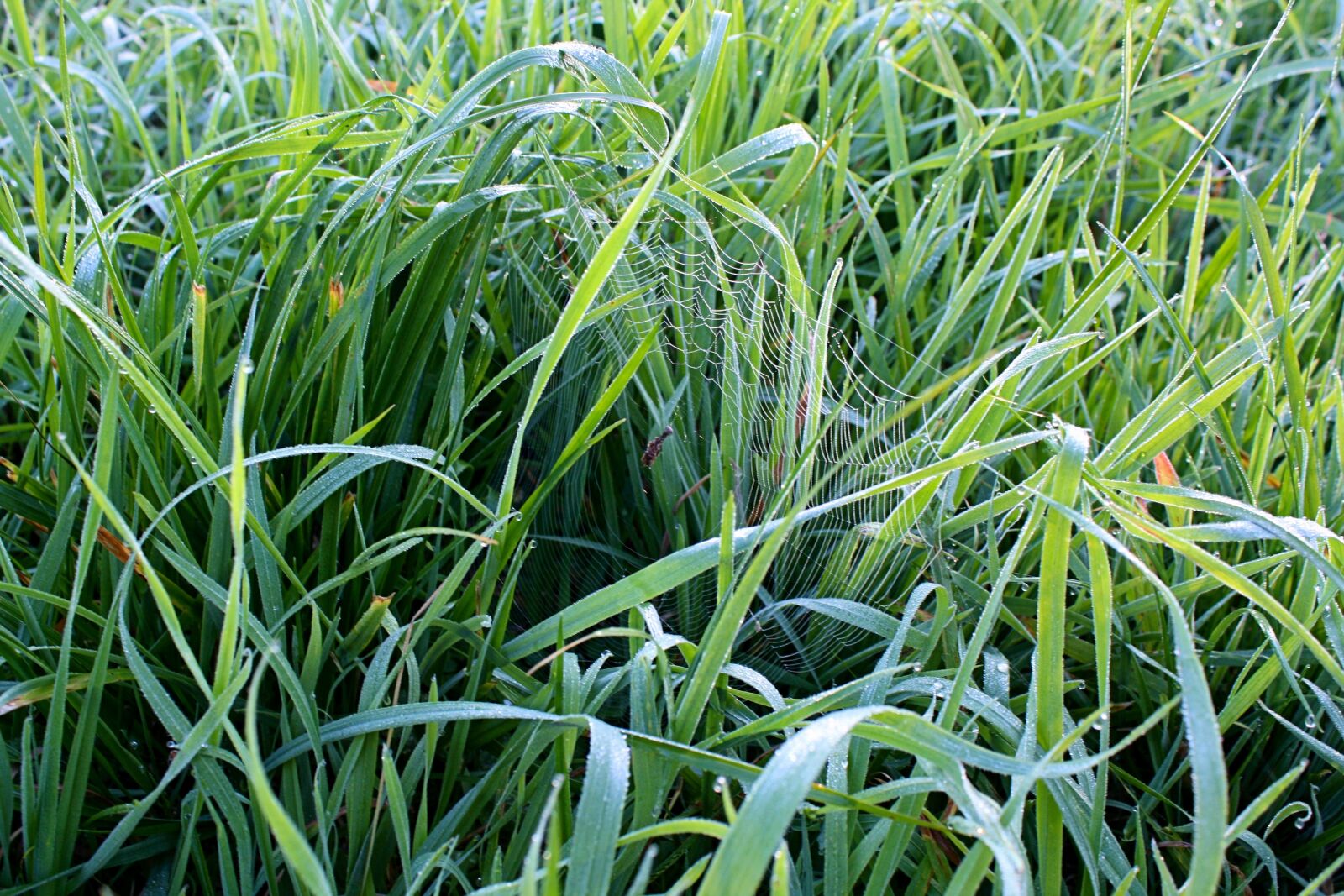 Canon EOS 1000D (EOS Digital Rebel XS / EOS Kiss F) sample photo. Grass, green, meadow photography