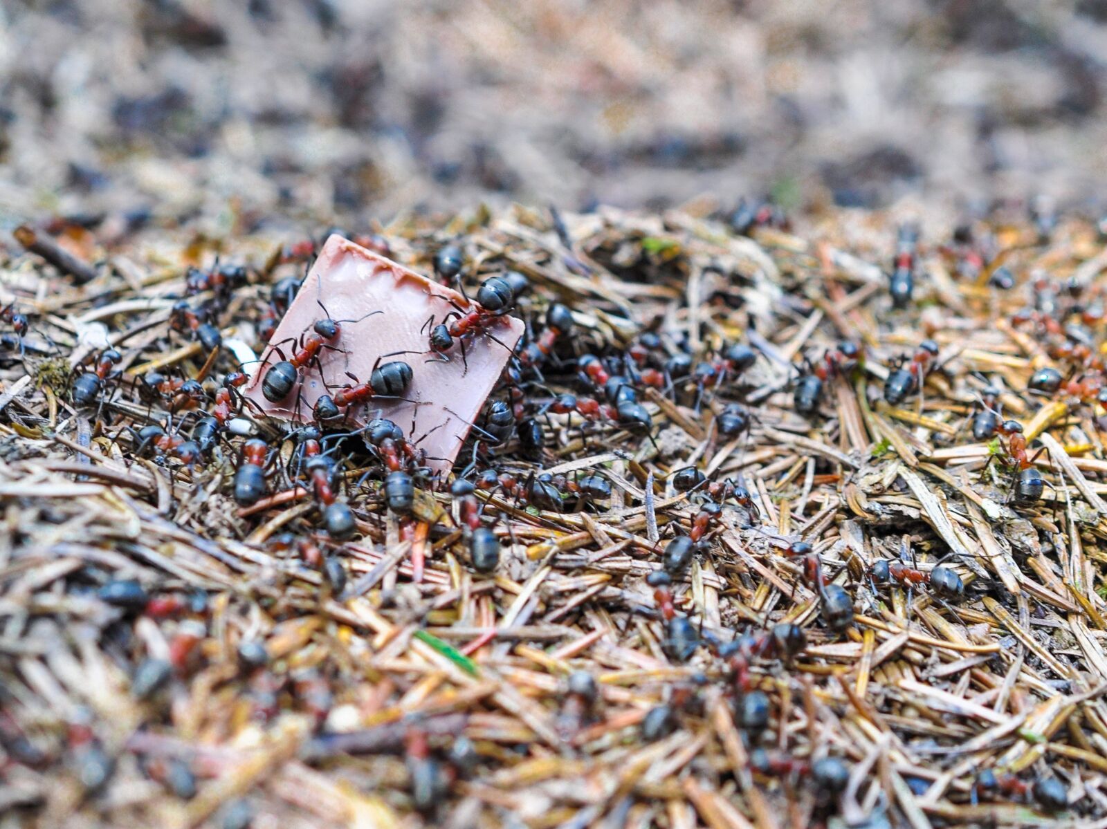 Nikon D90 sample photo. Ants, ant, the anthill photography