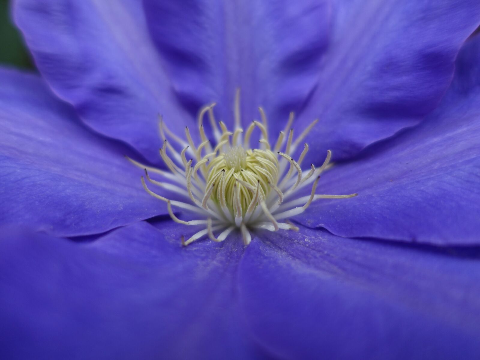 Sony Cyber-shot DSC-RX100 III sample photo. Clematis, bloom, flower photography
