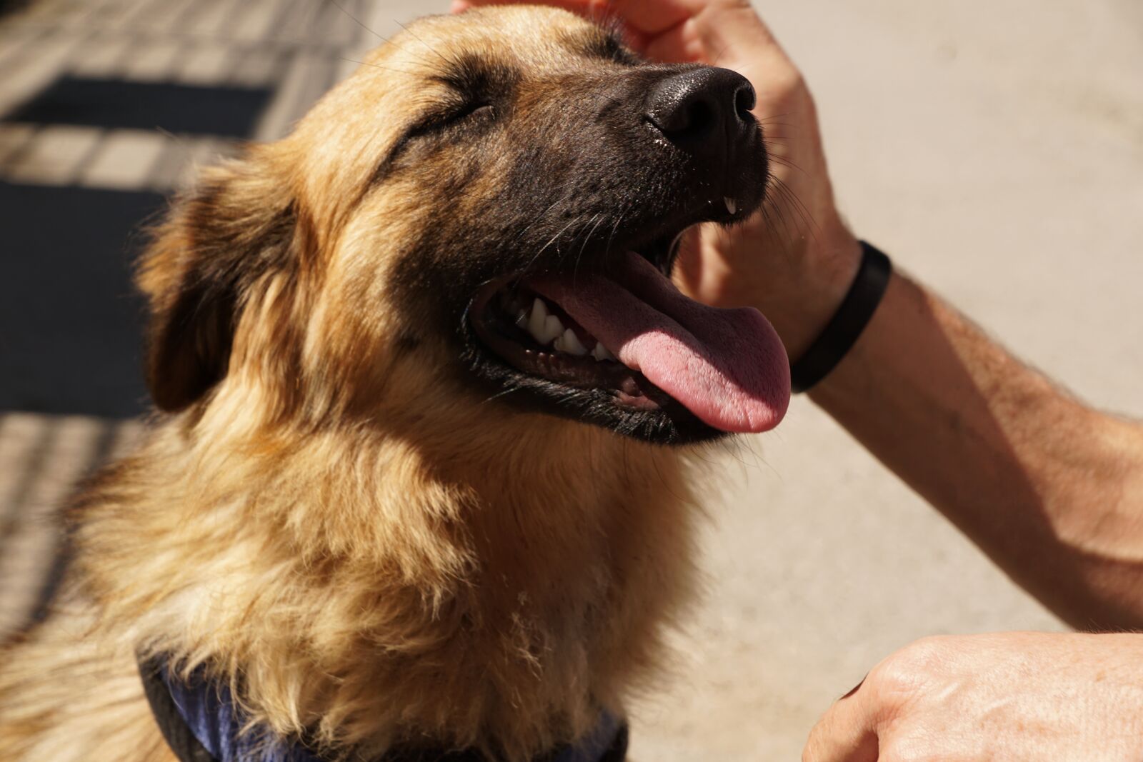 Sony ILCA-77M2 + Sony DT 16-50mm F2.8 SSM sample photo. Dog, pet, hand photography