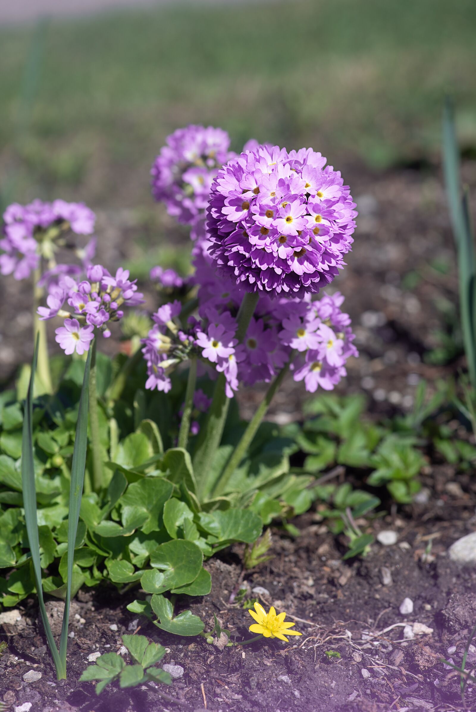 Nikon D750 sample photo. Primrose, drumstick, flower photography