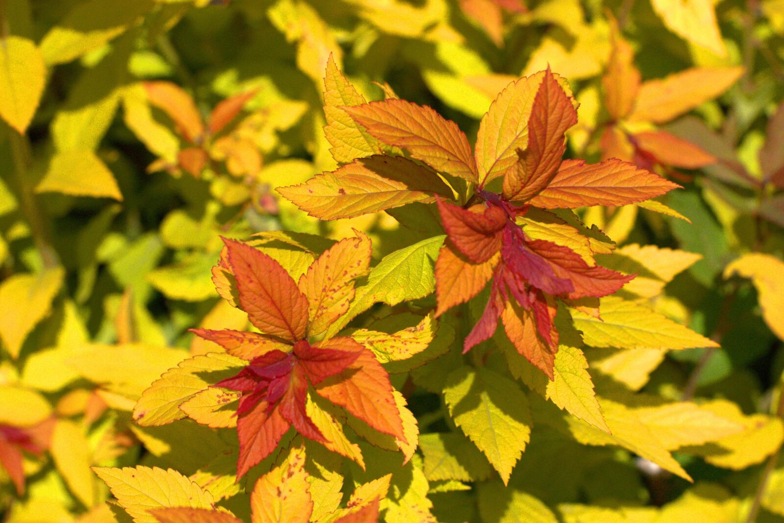 Panasonic Lumix DMC-GX85 (Lumix DMC-GX80 / Lumix DMC-GX7 Mark II) sample photo. Leaves, yellow, orange photography