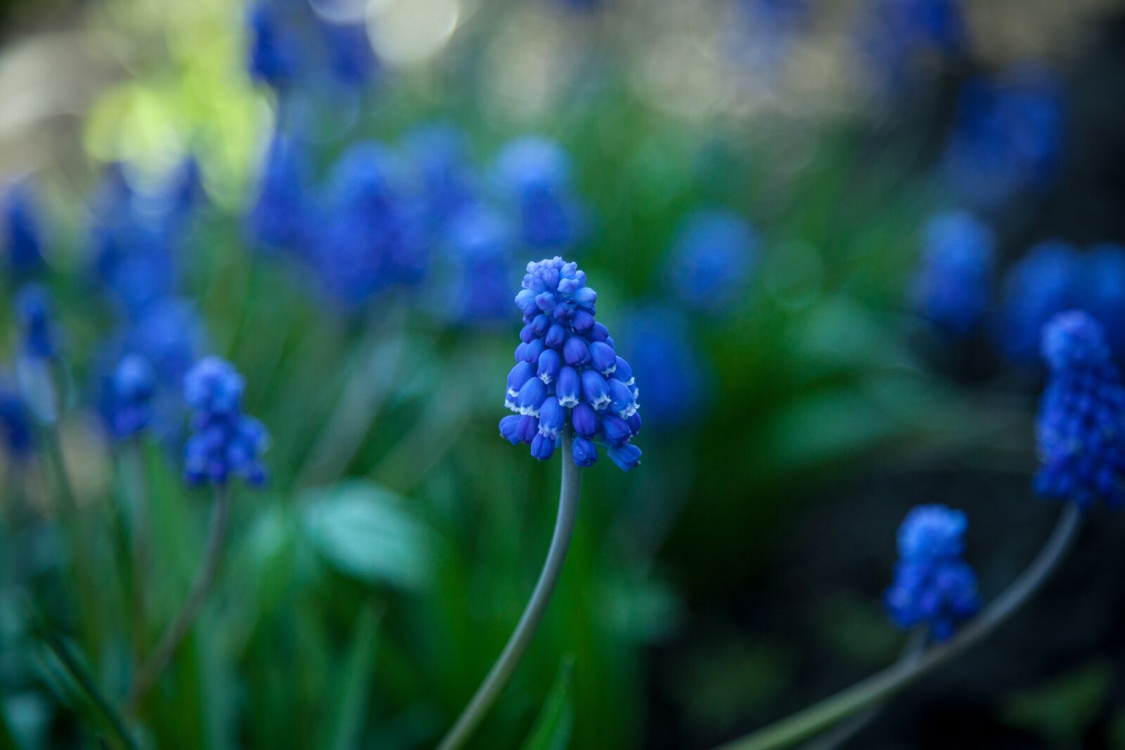 Canon EOS 5D Mark II sample photo. Flower, muscari, hyacinth photography