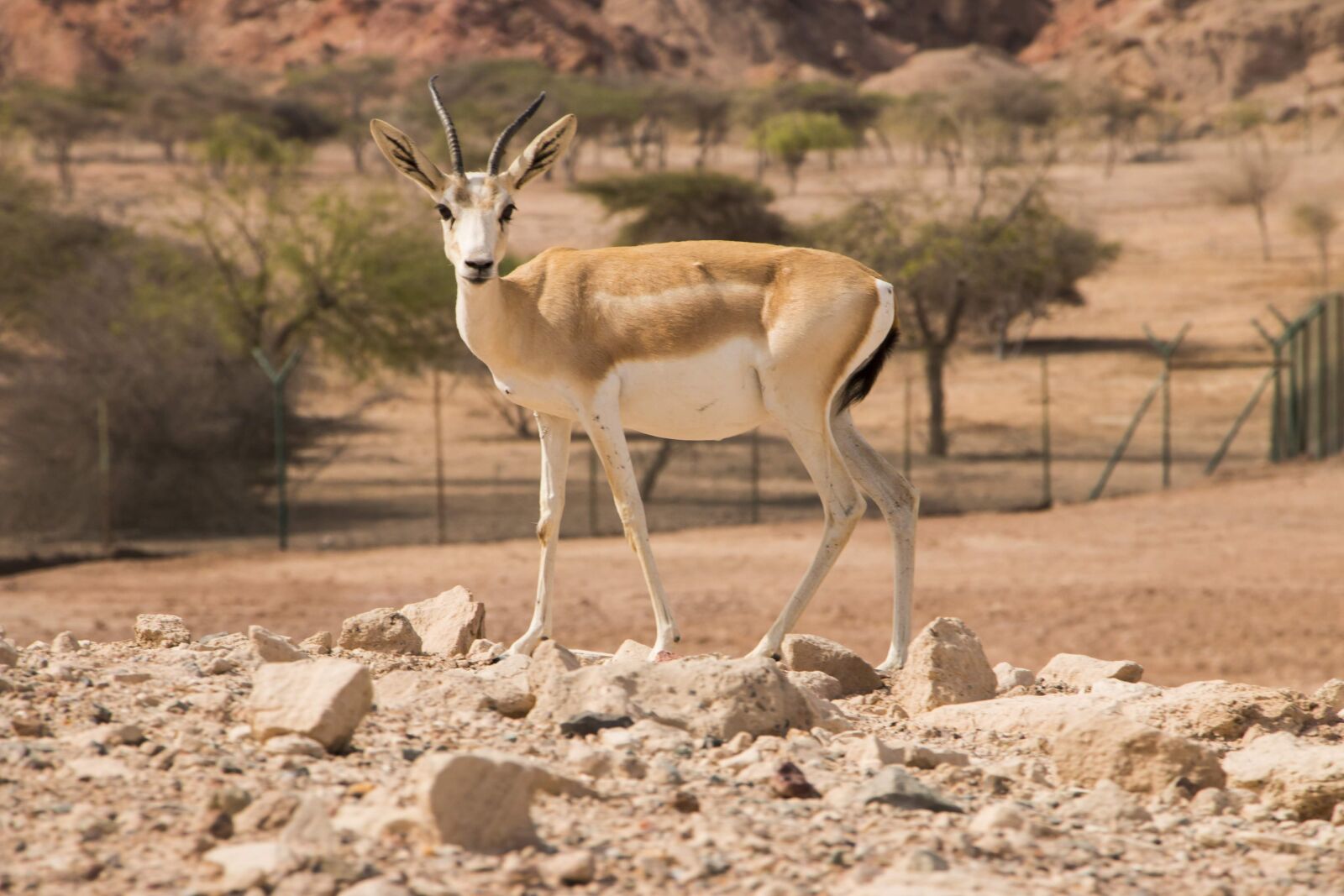 Canon EOS 70D sample photo. Sandgasell, sir bani yas photography