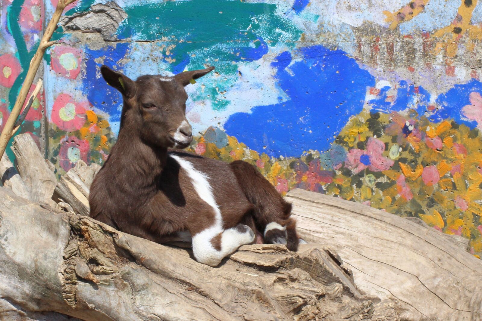 Canon EOS 600D (Rebel EOS T3i / EOS Kiss X5) sample photo. Goat, grafitti, tree trunks photography