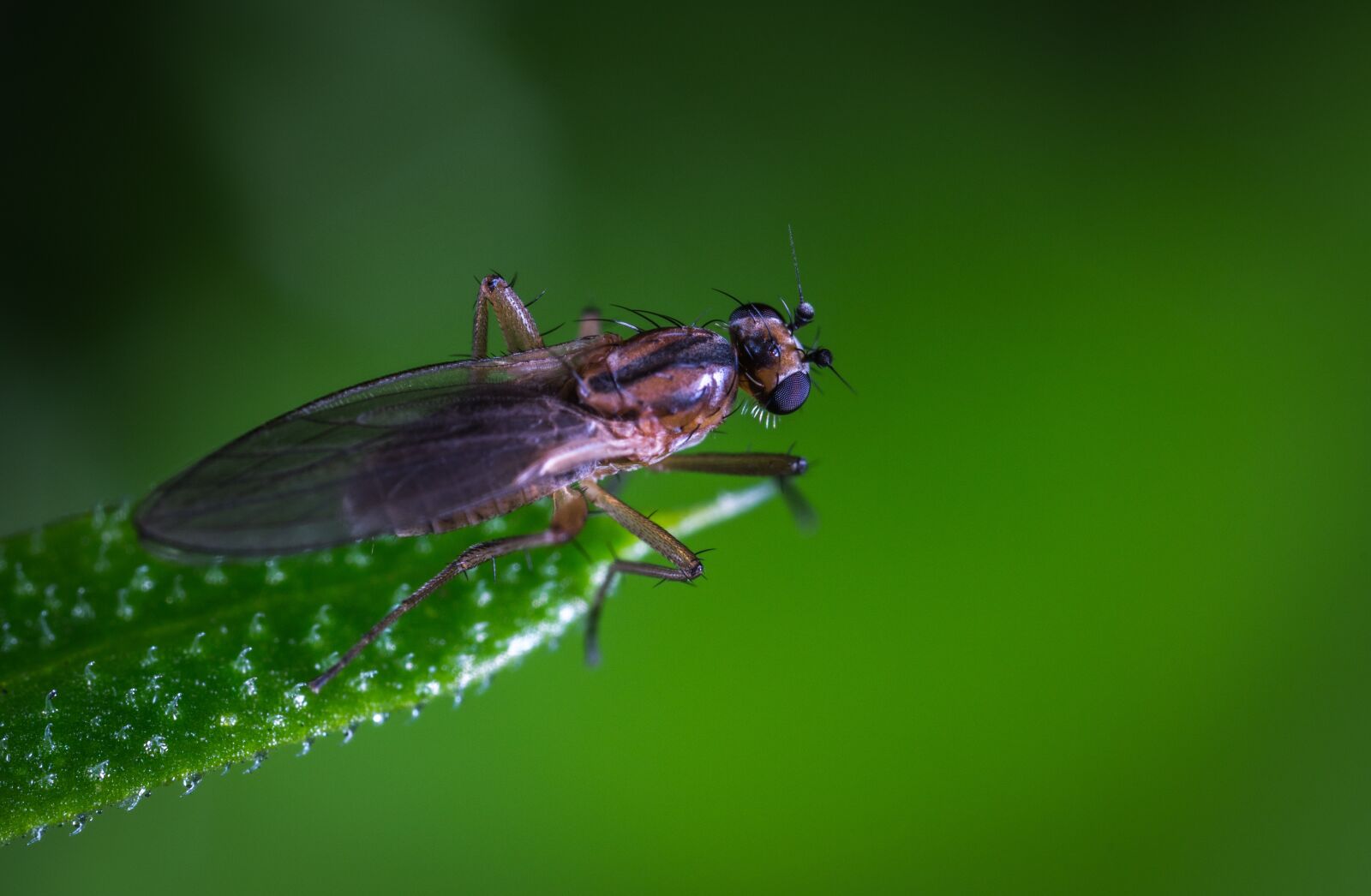 #124 65/2.8 sample photo. Insect, nature, fly photography