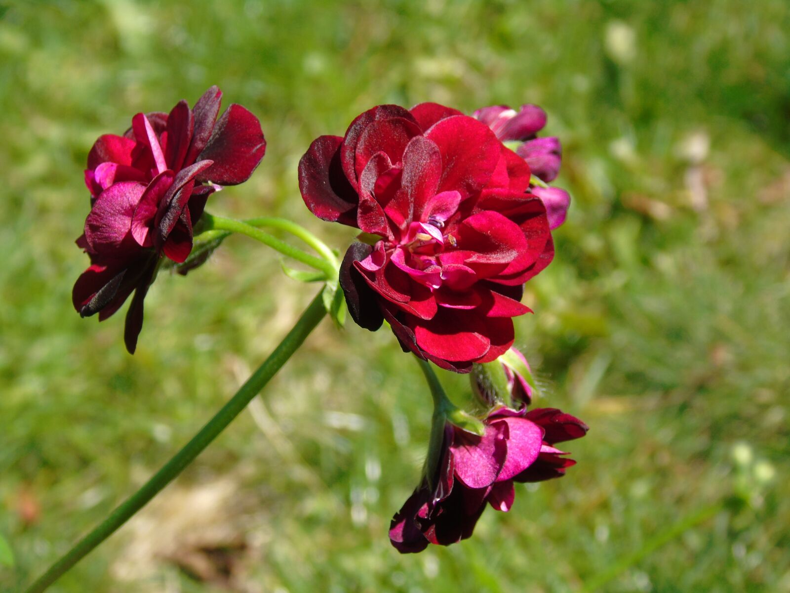 Sony Cyber-shot DSC-H400 sample photo. Sachische, flower, beautiful flower photography
