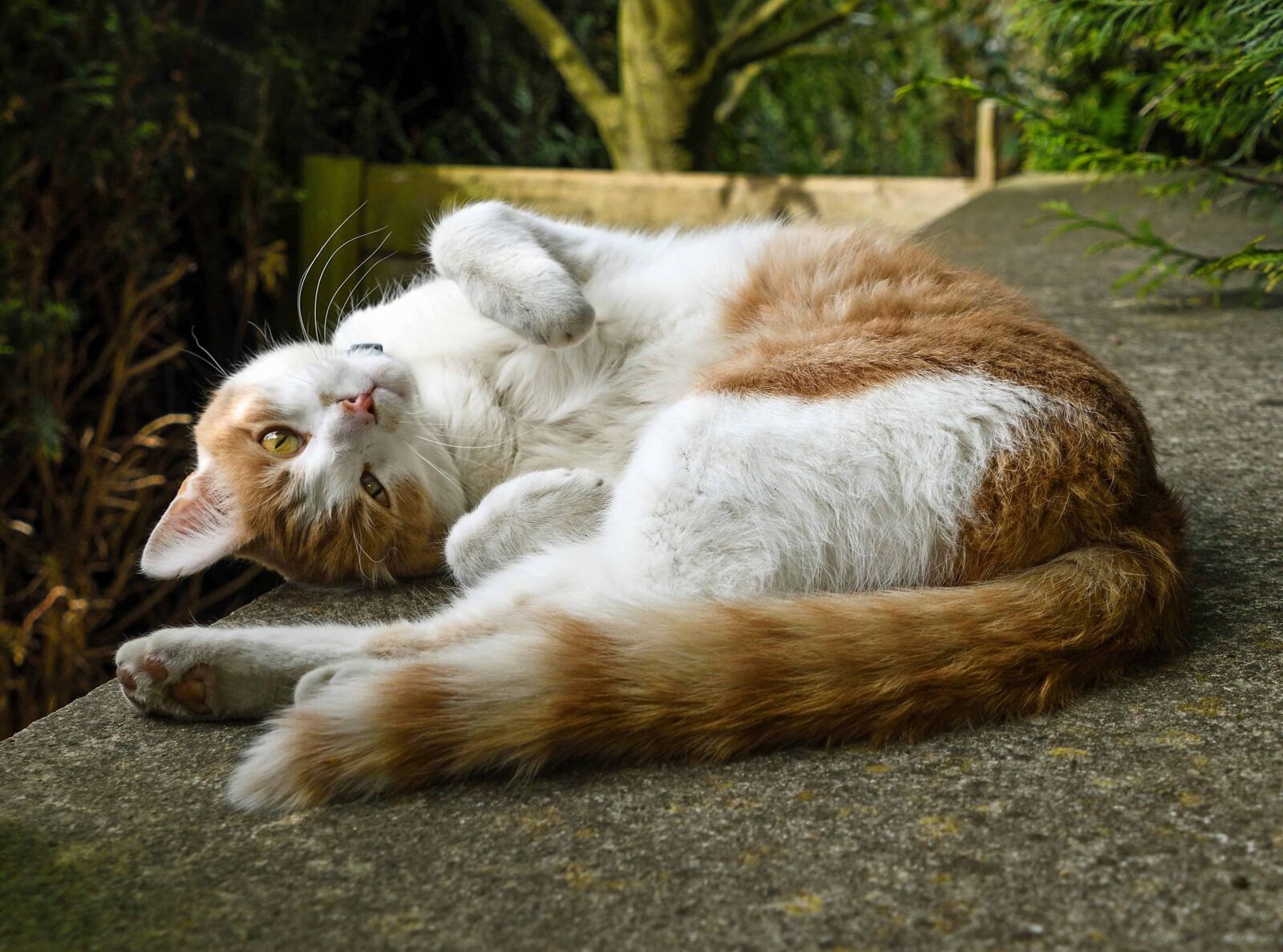 Nikon D500 sample photo. Fur, animal pet, nature photography