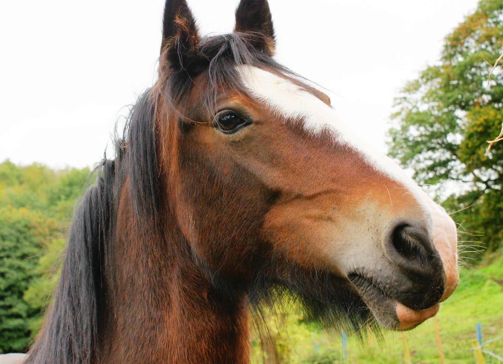 Sony Alpha DSLR-A700 sample photo. Horse, equine, portrait photography