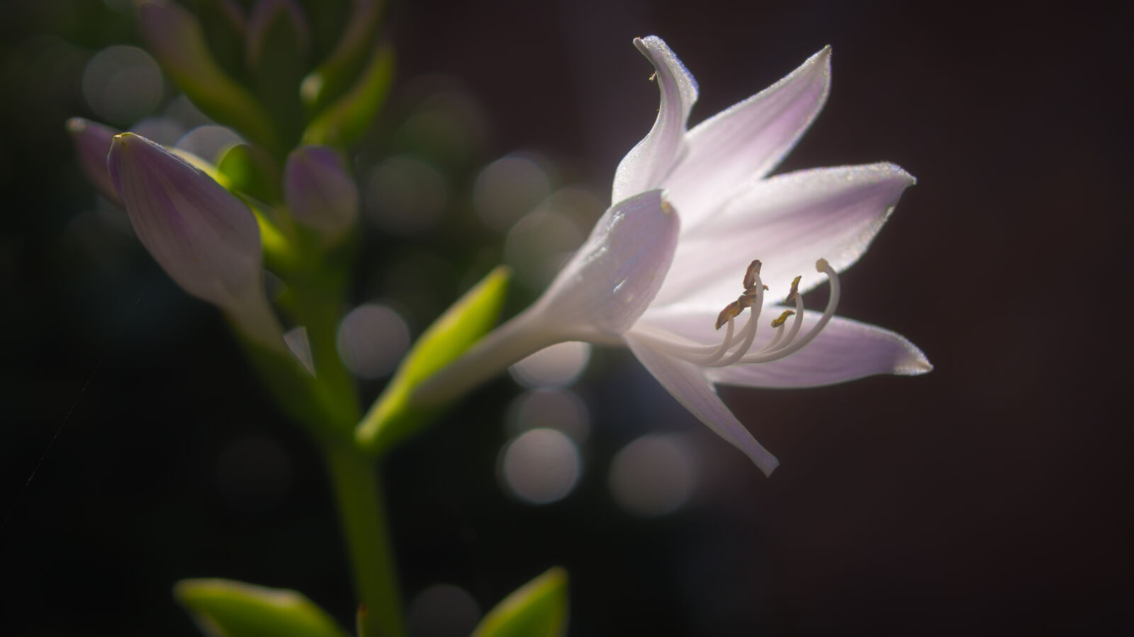 30mm F1.4 DC DN | Contemporary 016 sample photo. Nature, plant, flower, macro photography