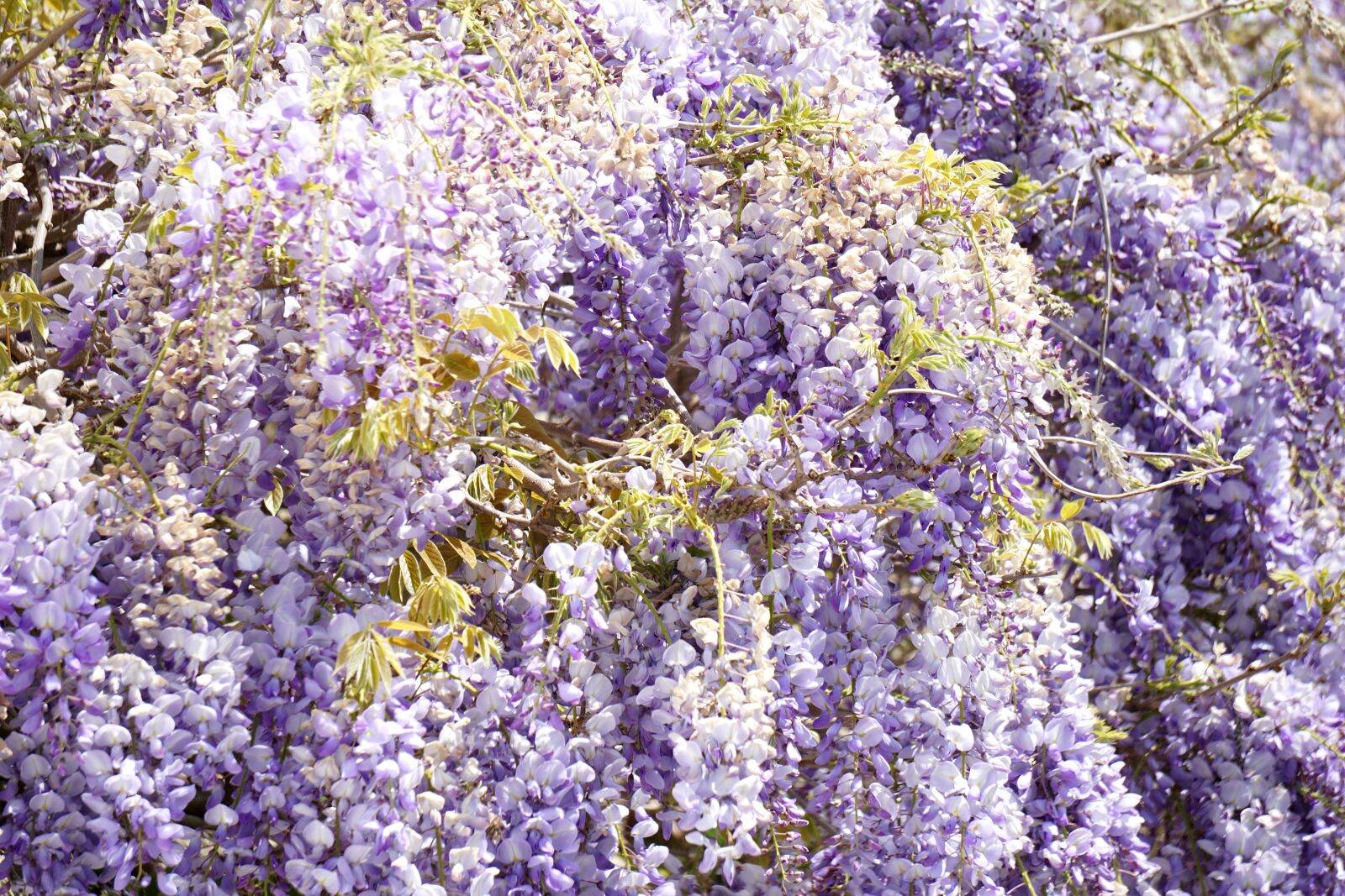 Sony E 55-210mm F4.5-6.3 OSS sample photo. Bleu, botanique, fleurs, flore photography
