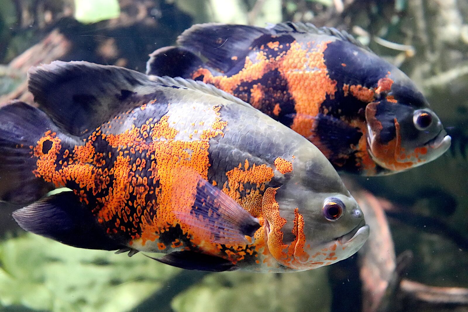 Canon EOS 800D (EOS Rebel T7i / EOS Kiss X9i) sample photo. Fish, sea fish, aquarium photography