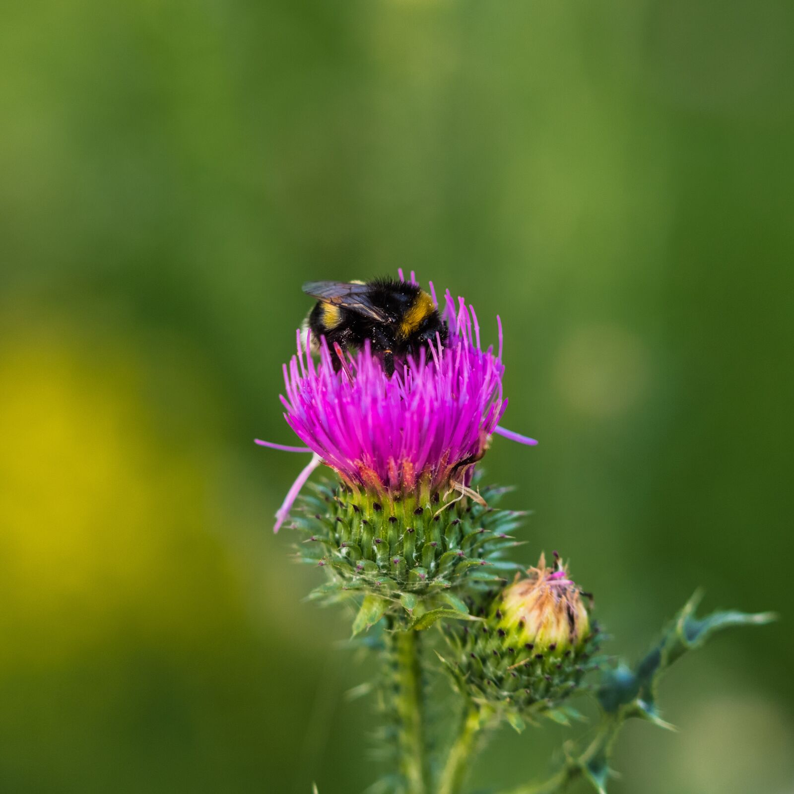 Canon EOS 6D Mark II + Canon EF 70-300 F4-5.6 IS II USM sample photo. Bee, glean, insect photography