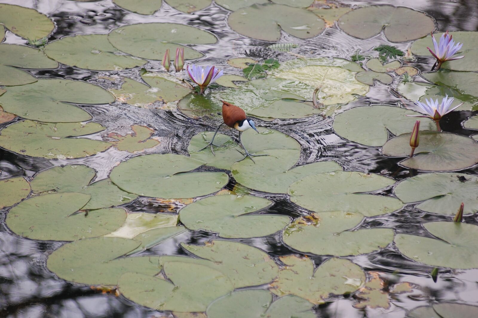 Nikon D40 sample photo. Bird, water, river photography
