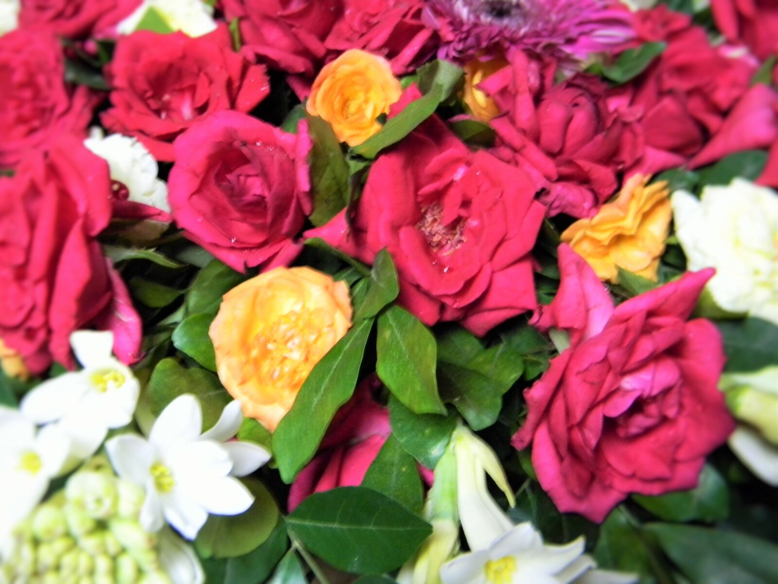 Nikon Coolpix L110 sample photo. Close, up, of, pink photography