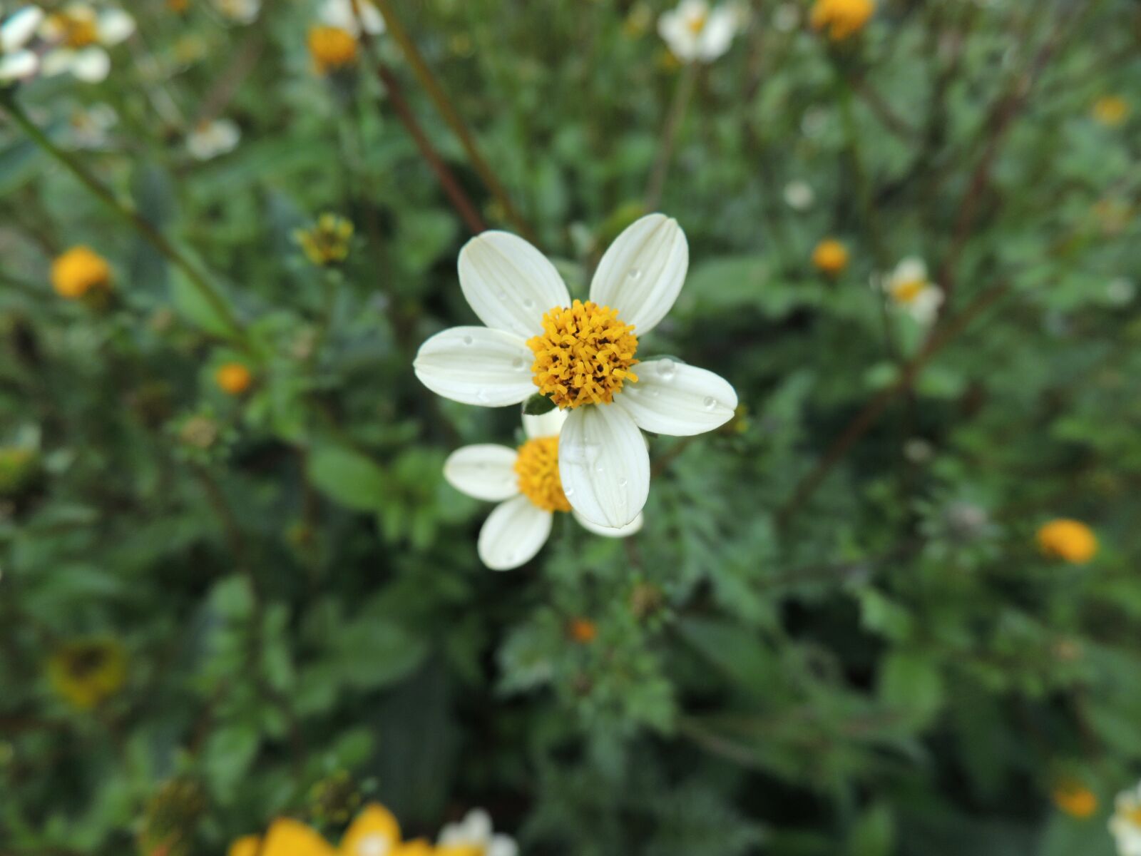 Nikon Coolpix P510 sample photo. Flower, nature, white photography