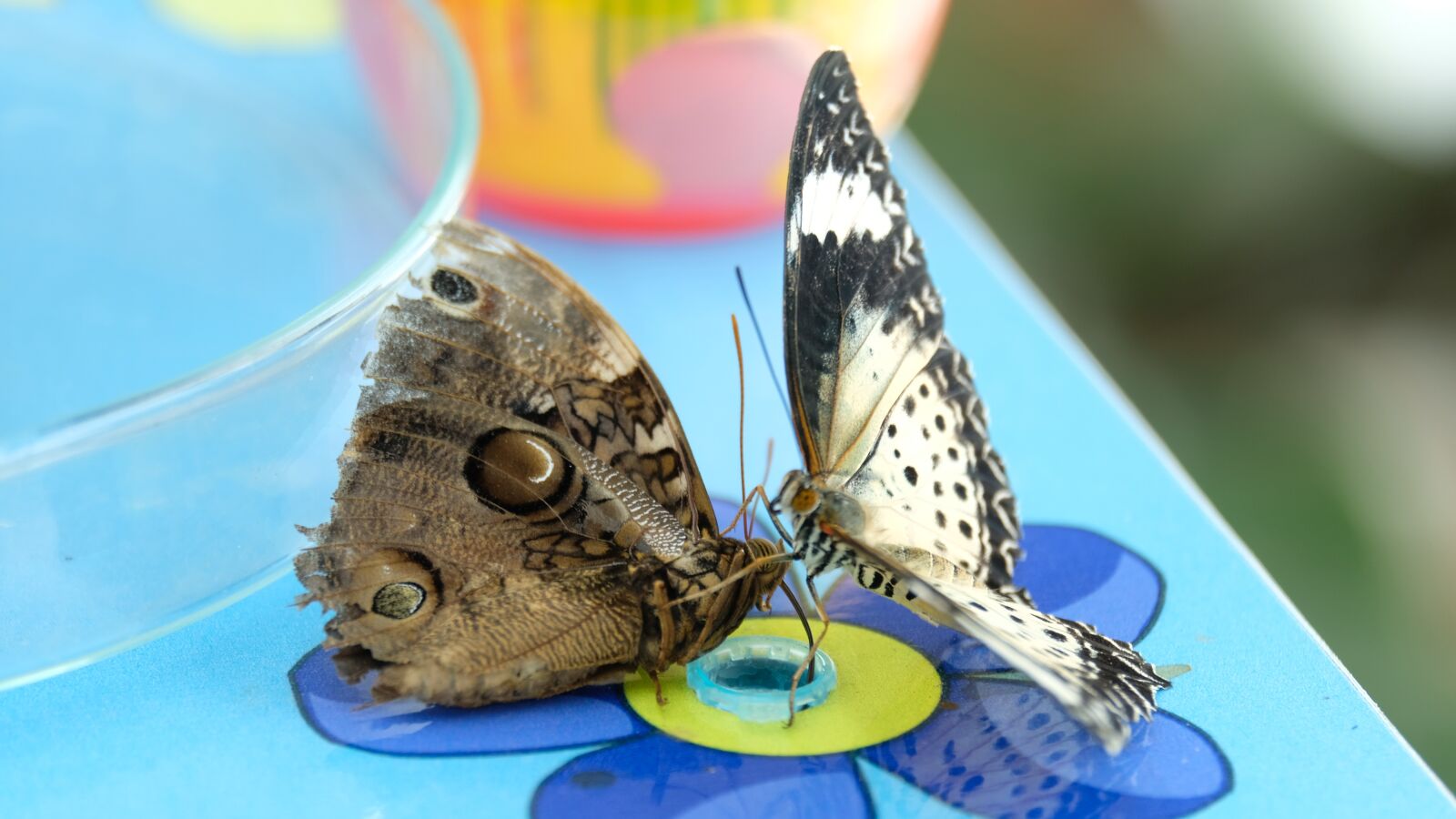 Fujifilm X-T2 + Fujifilm XF 55-200mm F3.5-4.8 R LM OIS sample photo. Butterfly, butterflies, nature photography