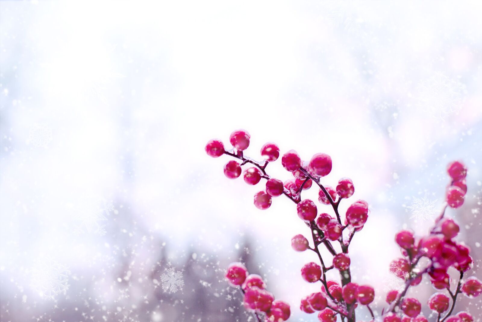 Canon EF 50mm F1.4 USM sample photo. Red berries, winter, snow photography