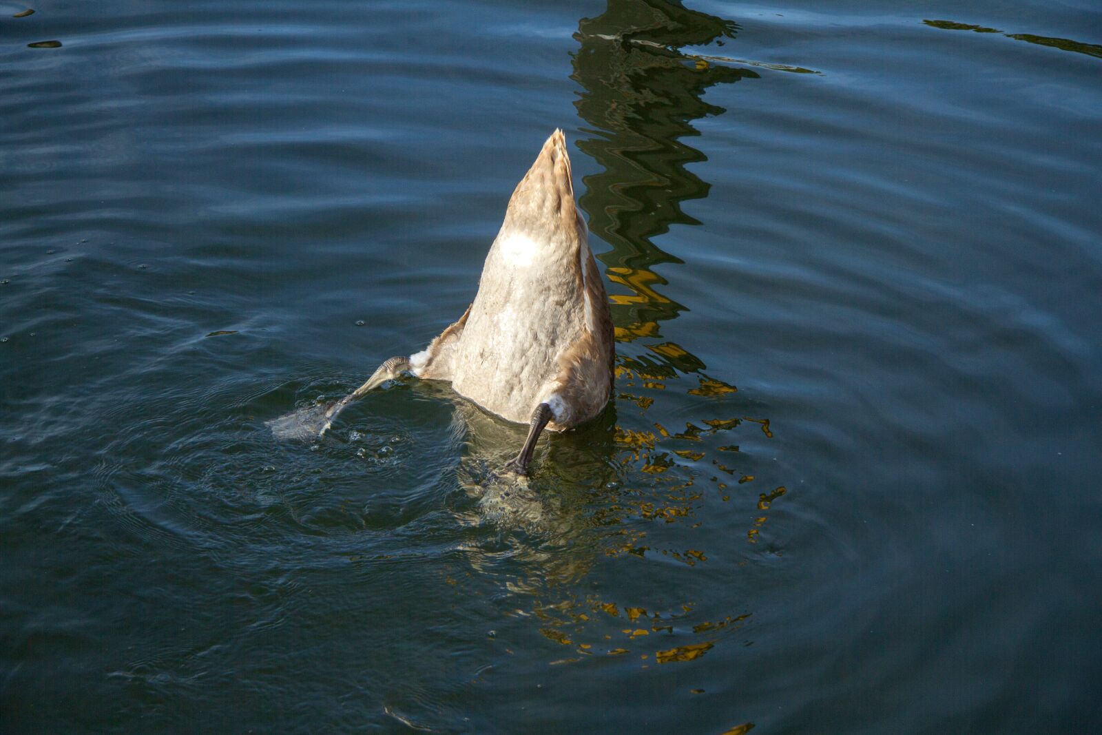 Canon EOS 7D sample photo. Swan, standing on your photography